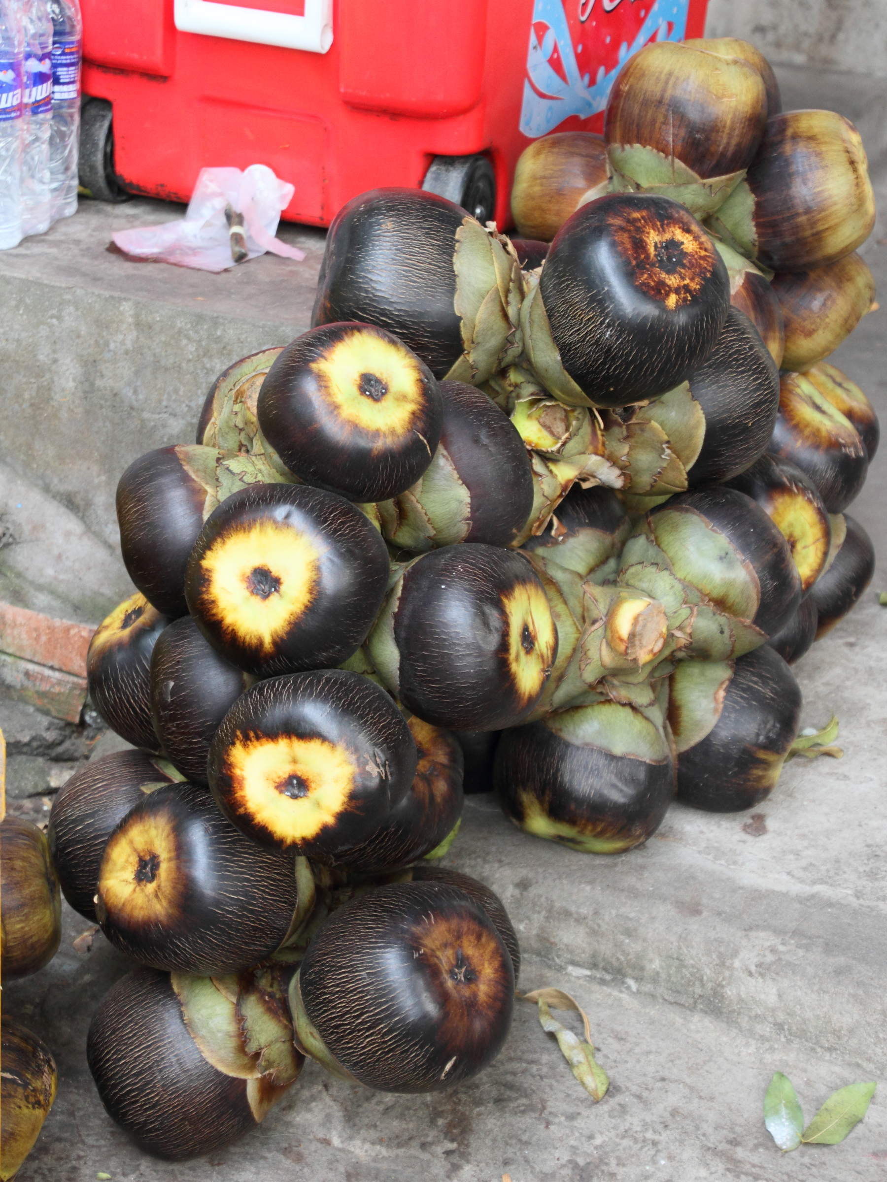 borassus_flabellifer1md