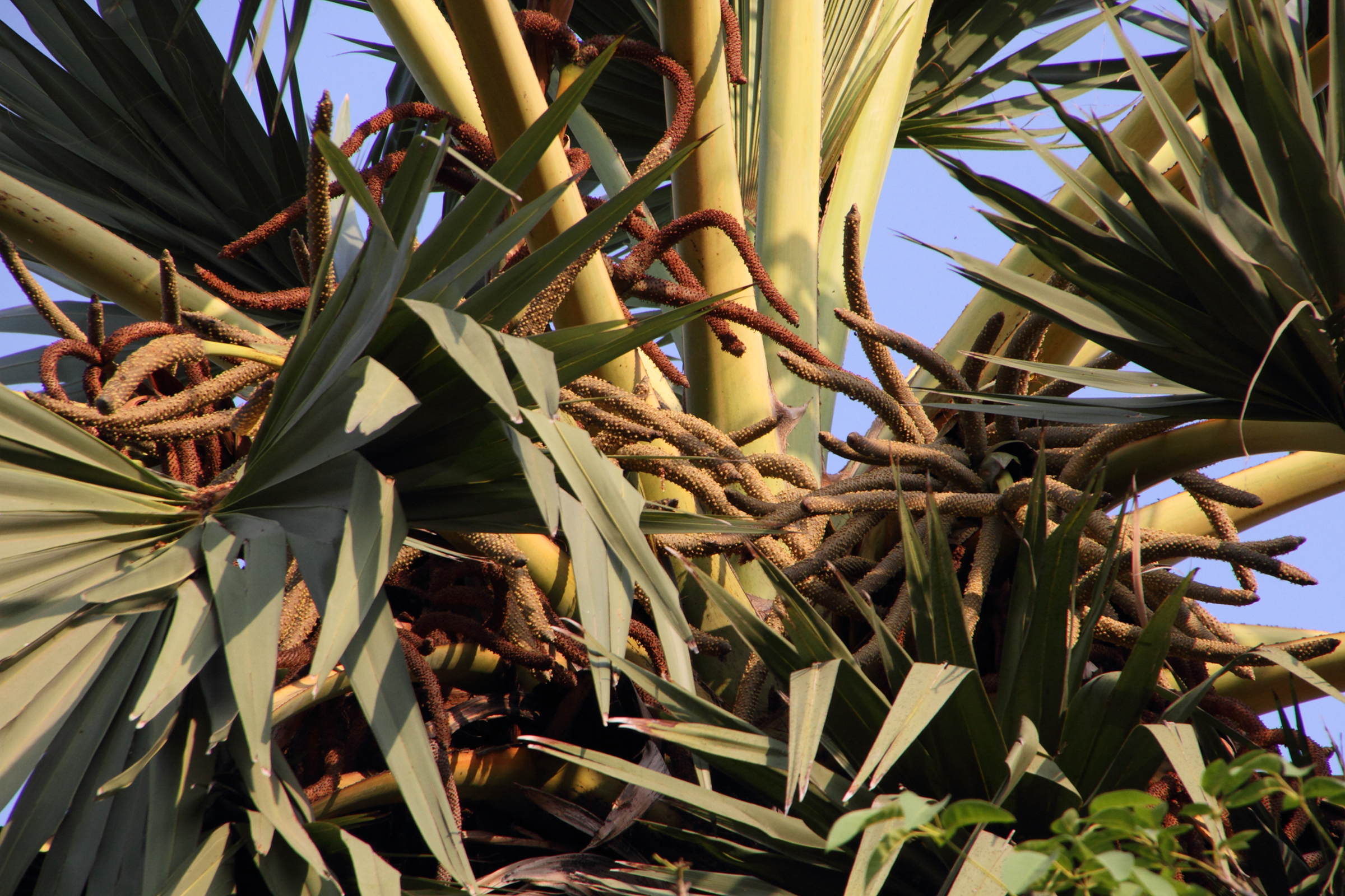 borassus_flabellifer4md