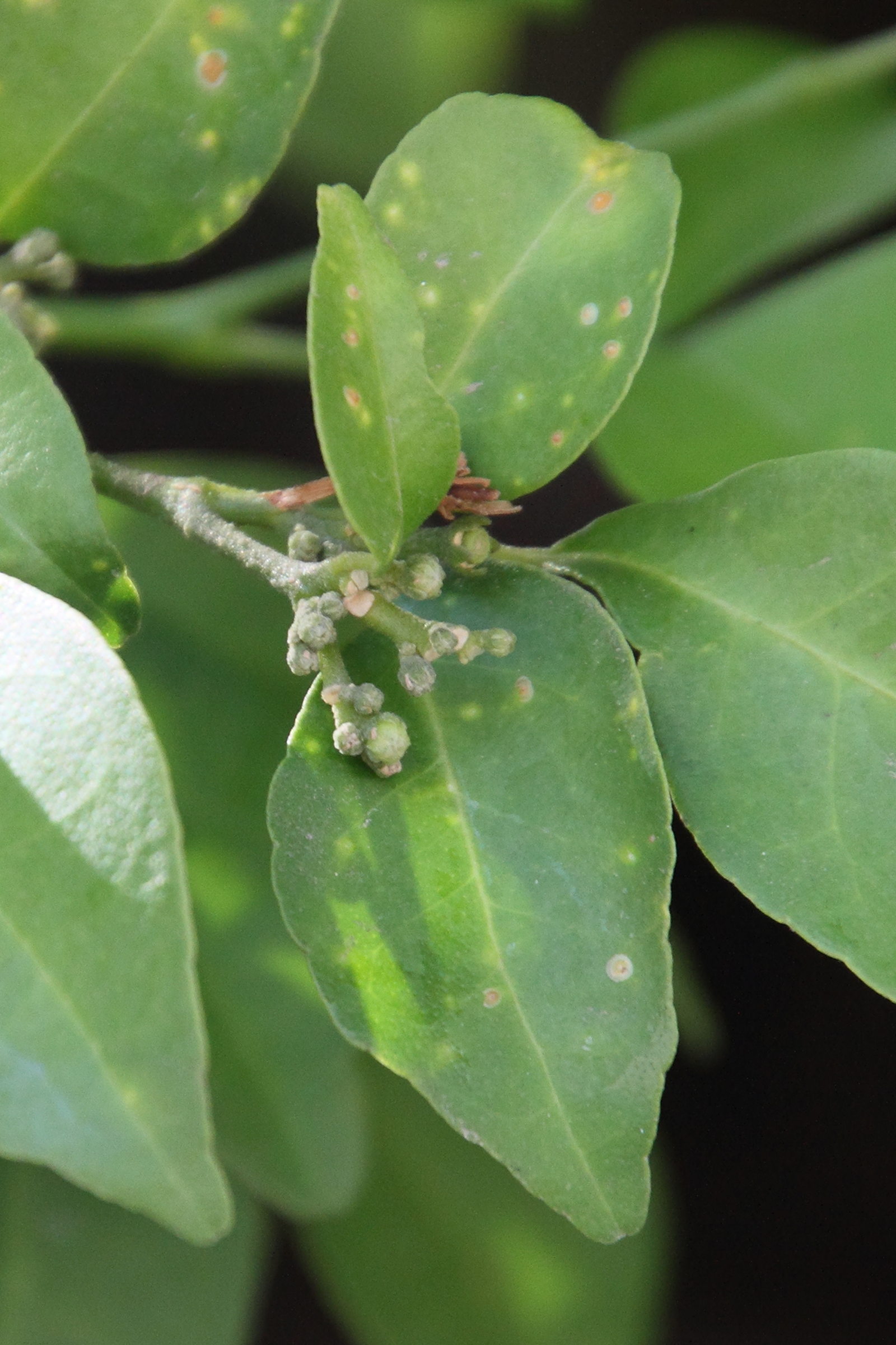 murraya_paniculata4md