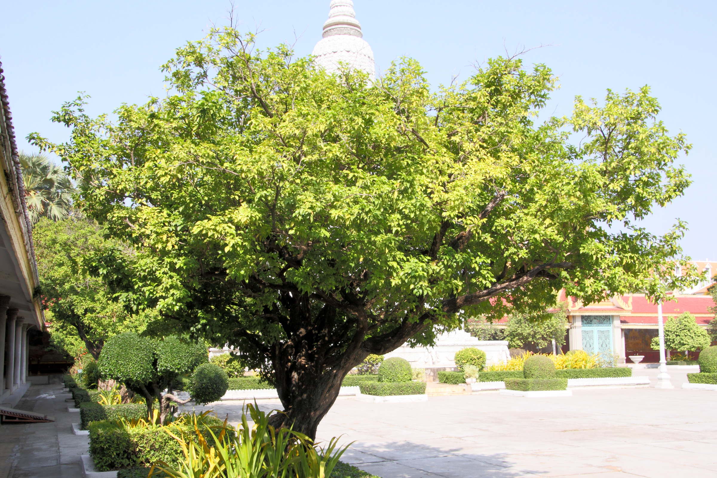 murraya_paniculata5md