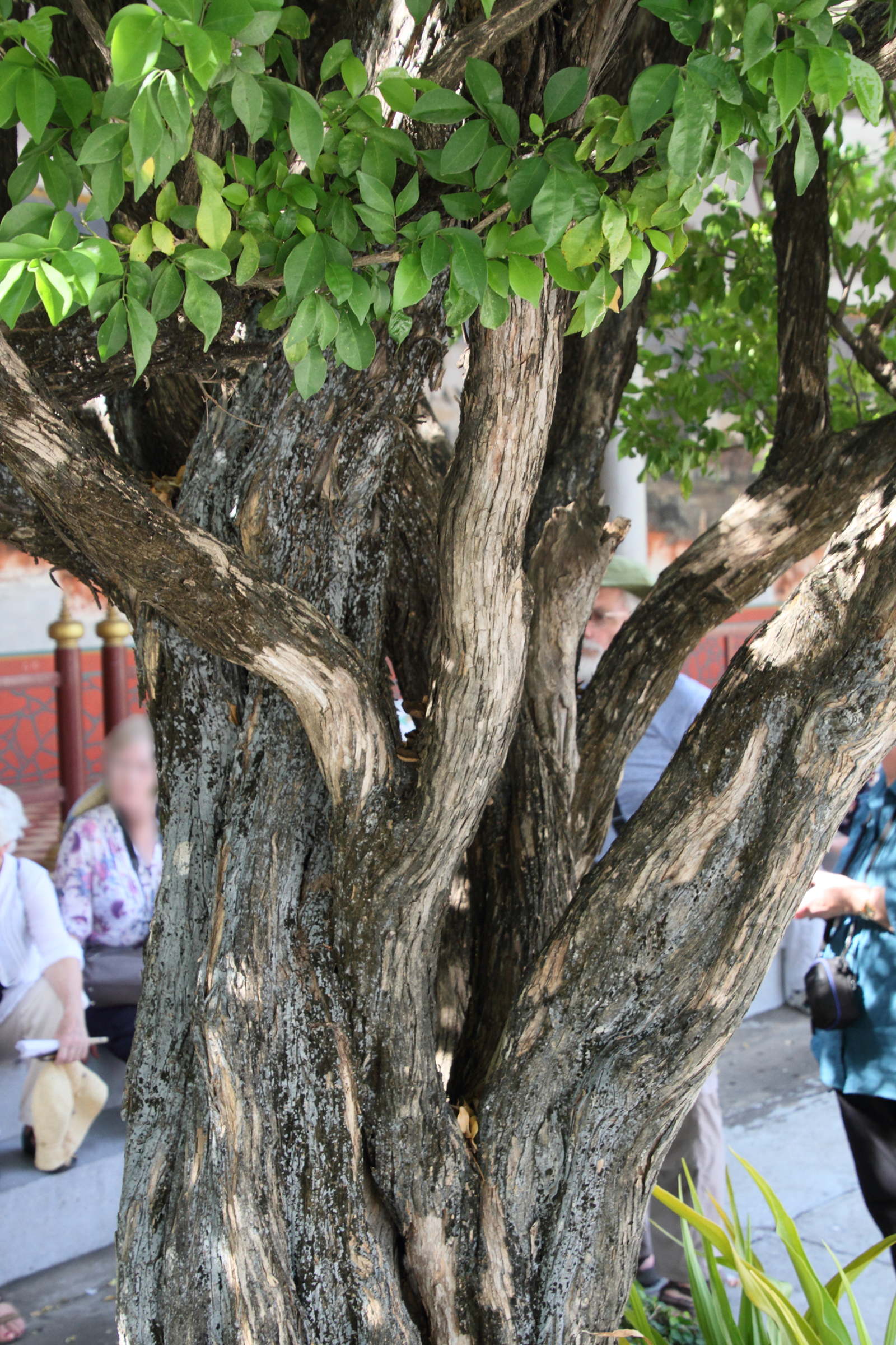 murraya_paniculata6md