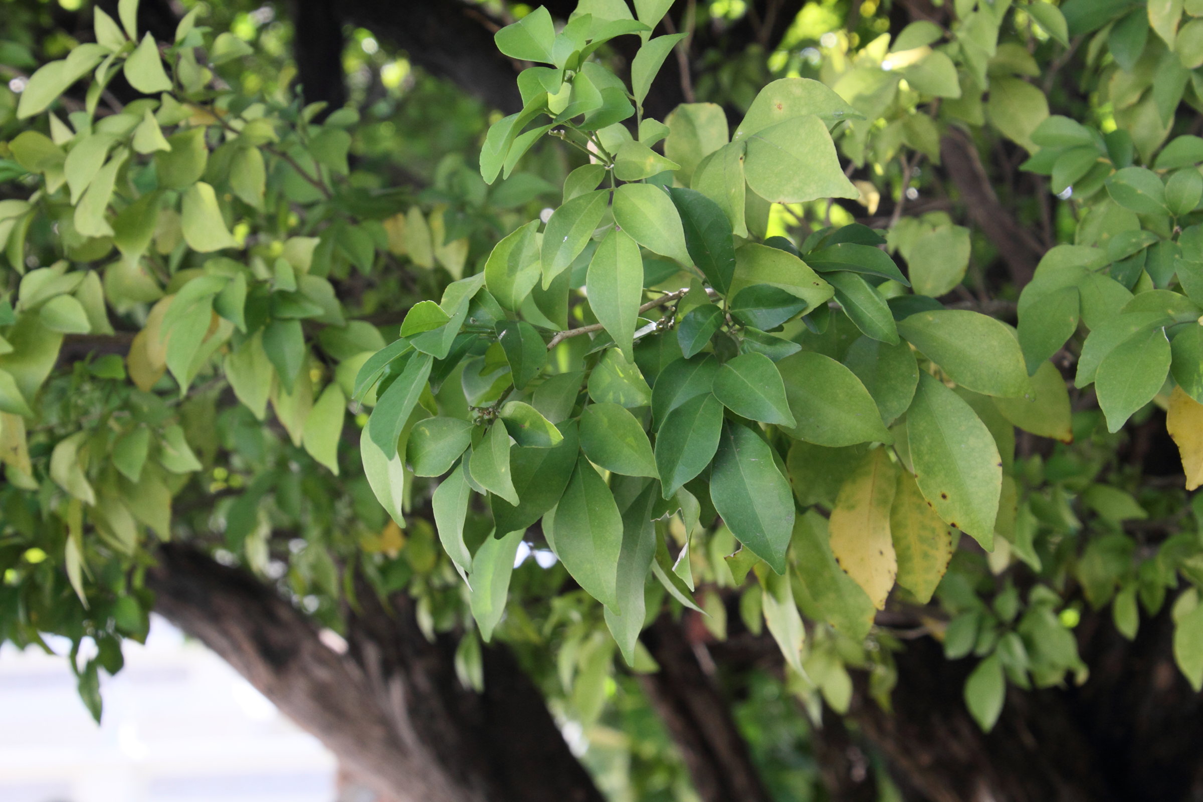 murraya_paniculata7md