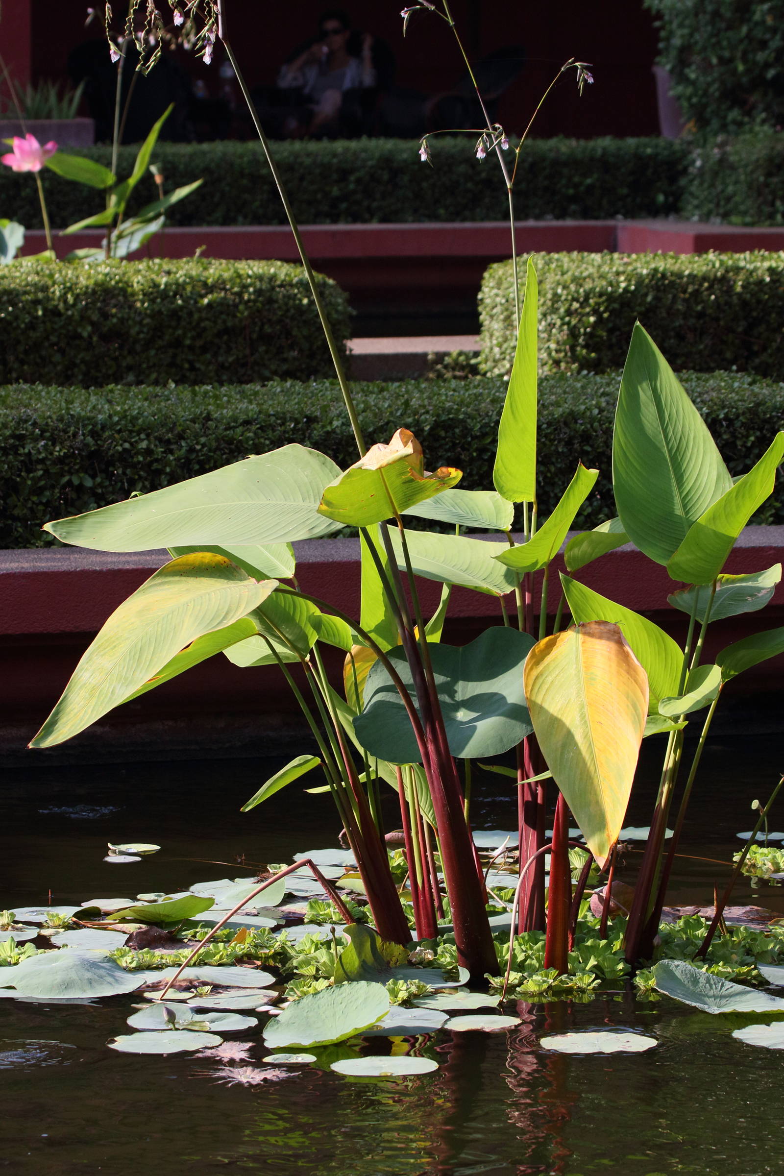 thalia_geniculata1bd