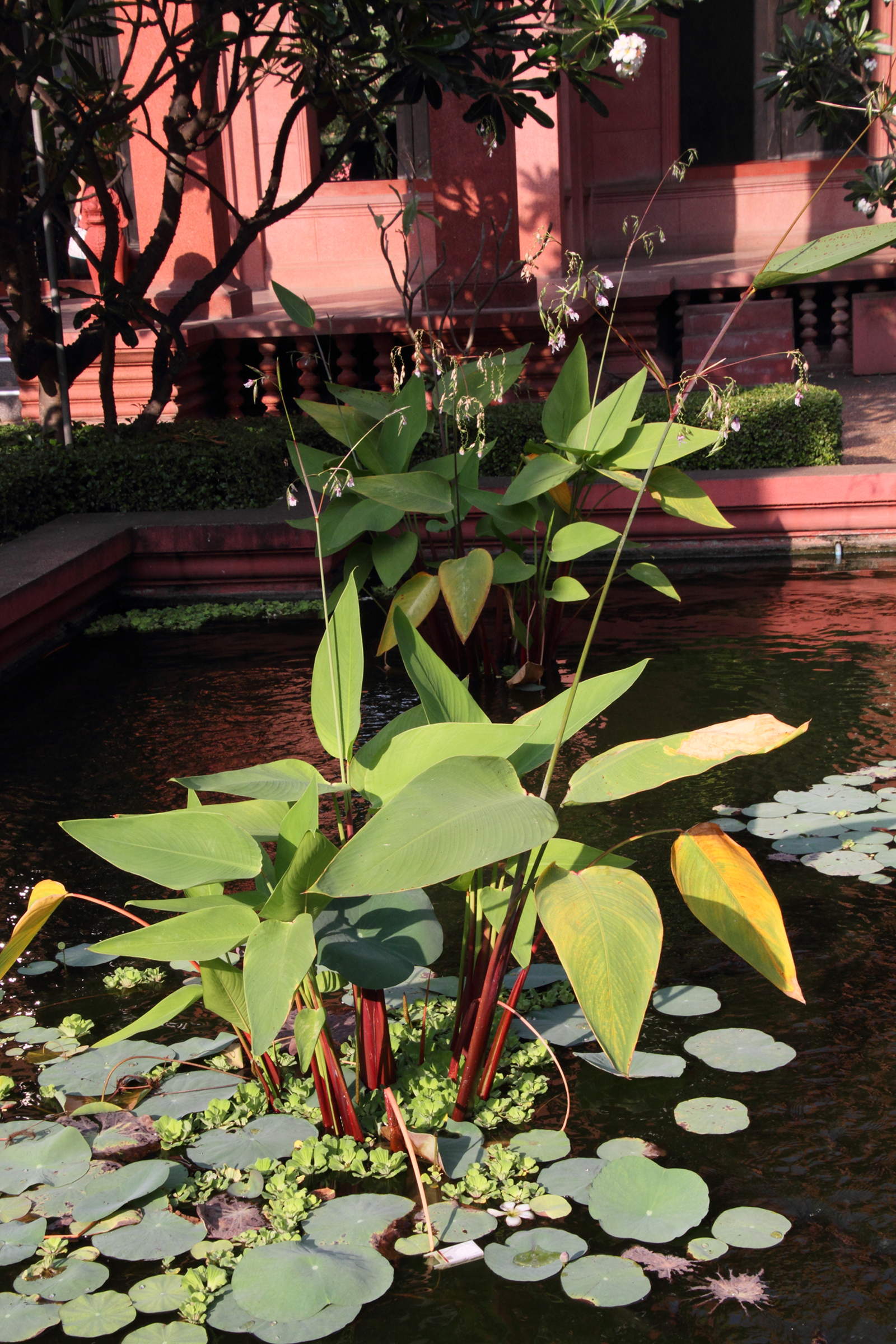 thalia_geniculata2md