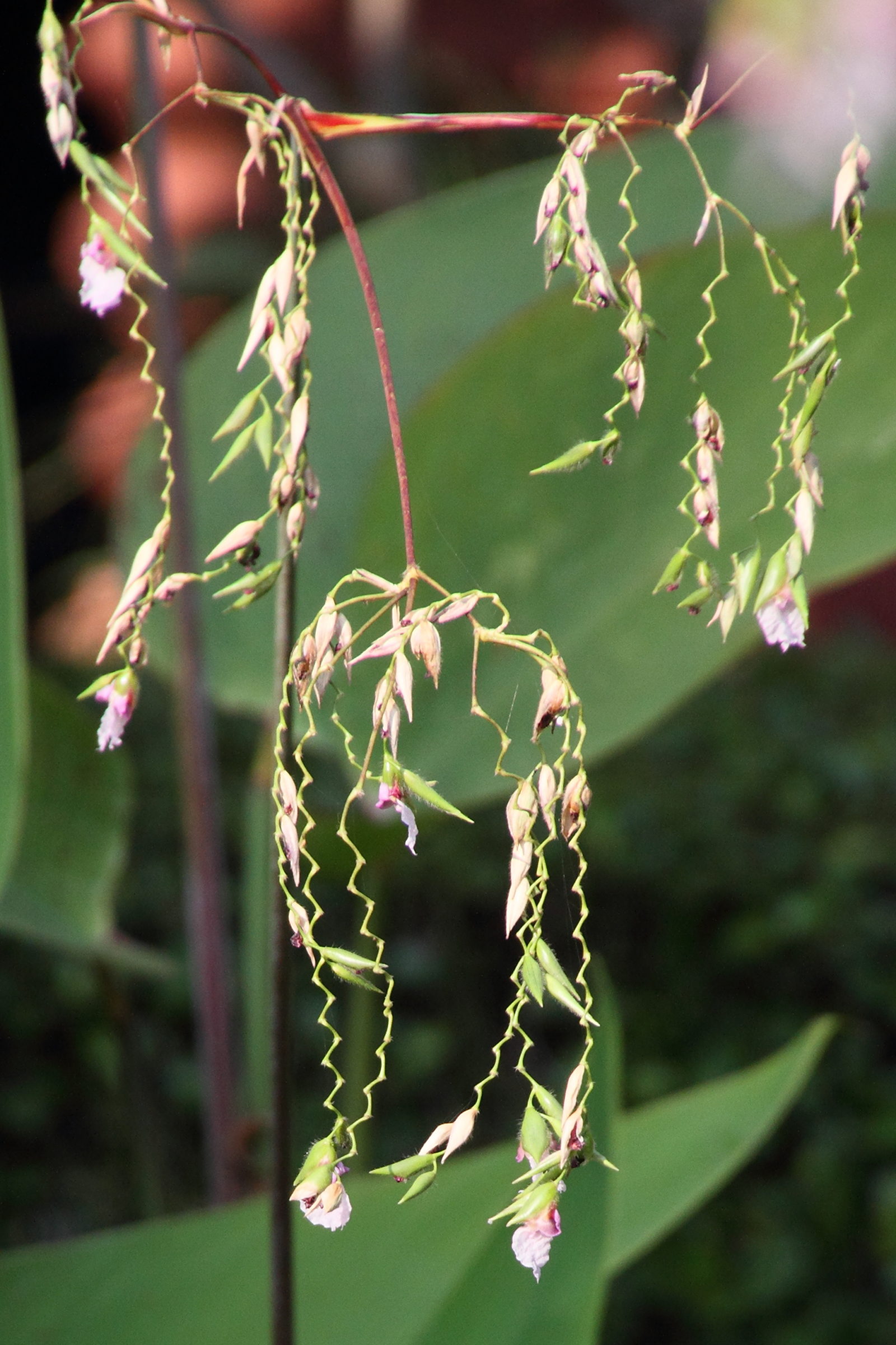 thalia_geniculata3md