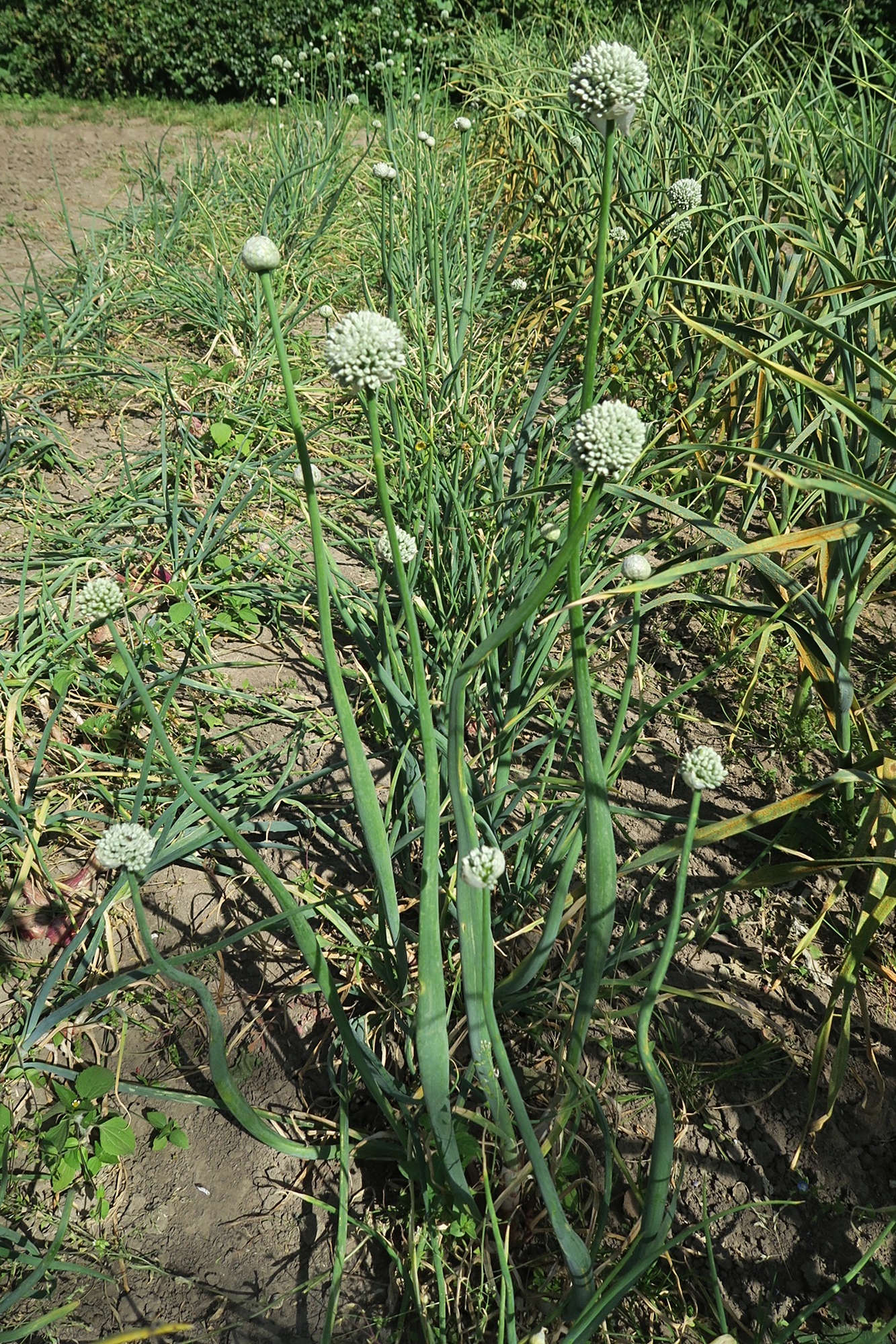 allium_cepa7md