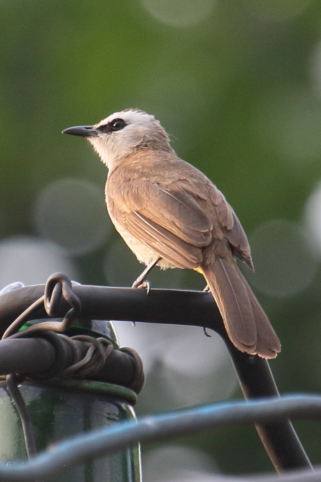 bulbul_goiavier_-_pycnonotus_goiavier4bd