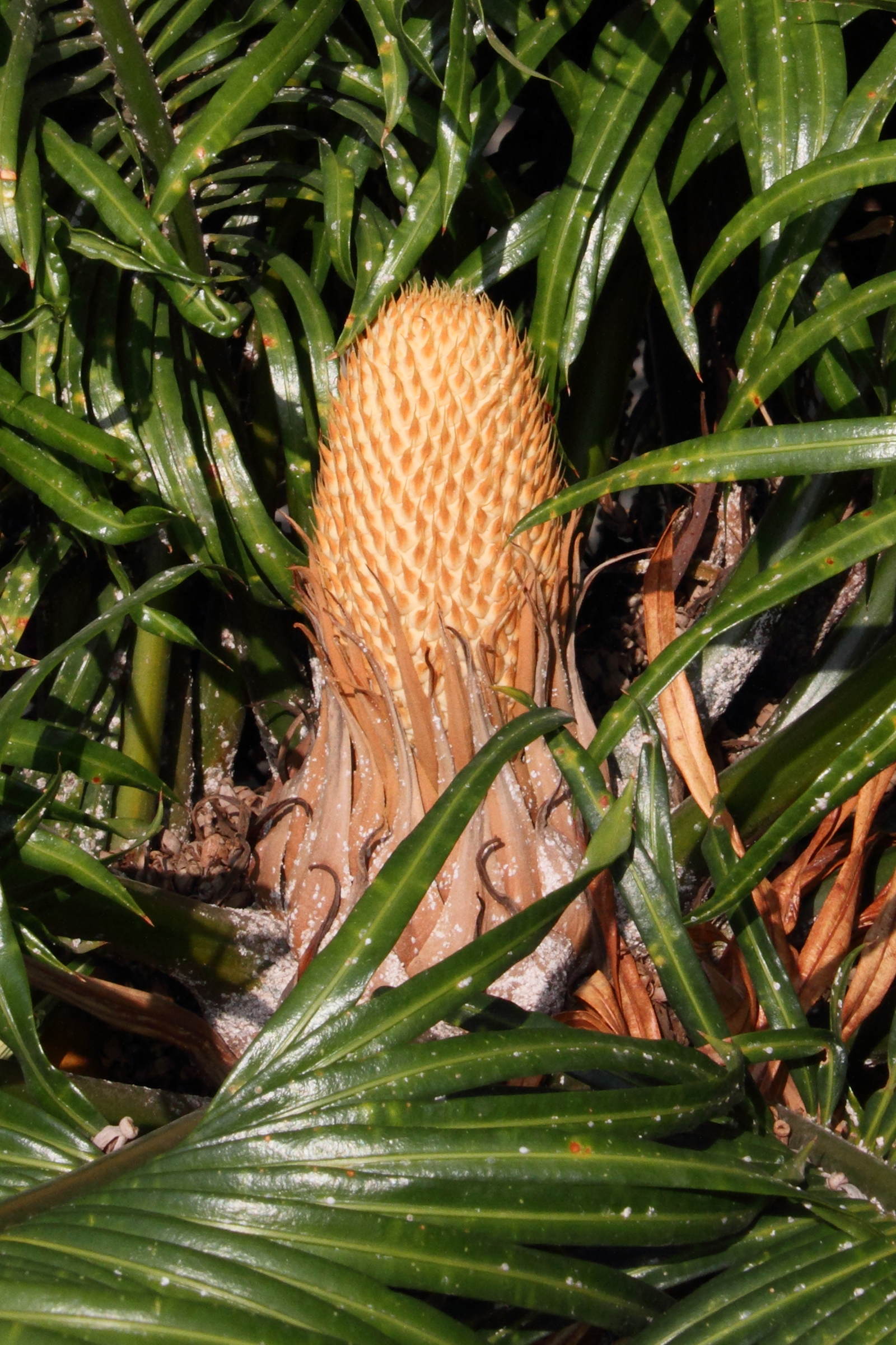 cycas_revoluta9md