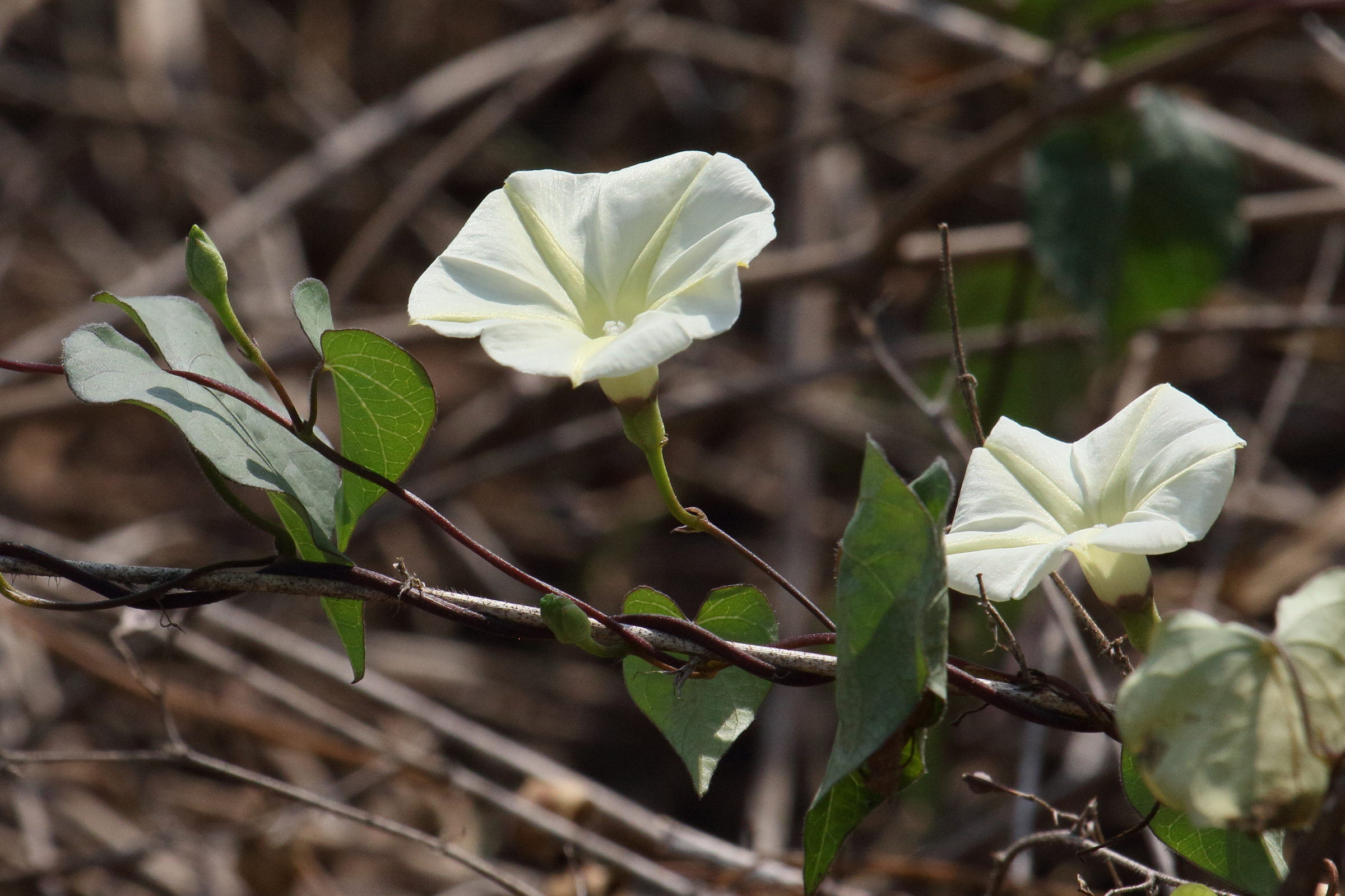 Afficher le média ipomoea_obscura7bd ipomoea_obscura7bd