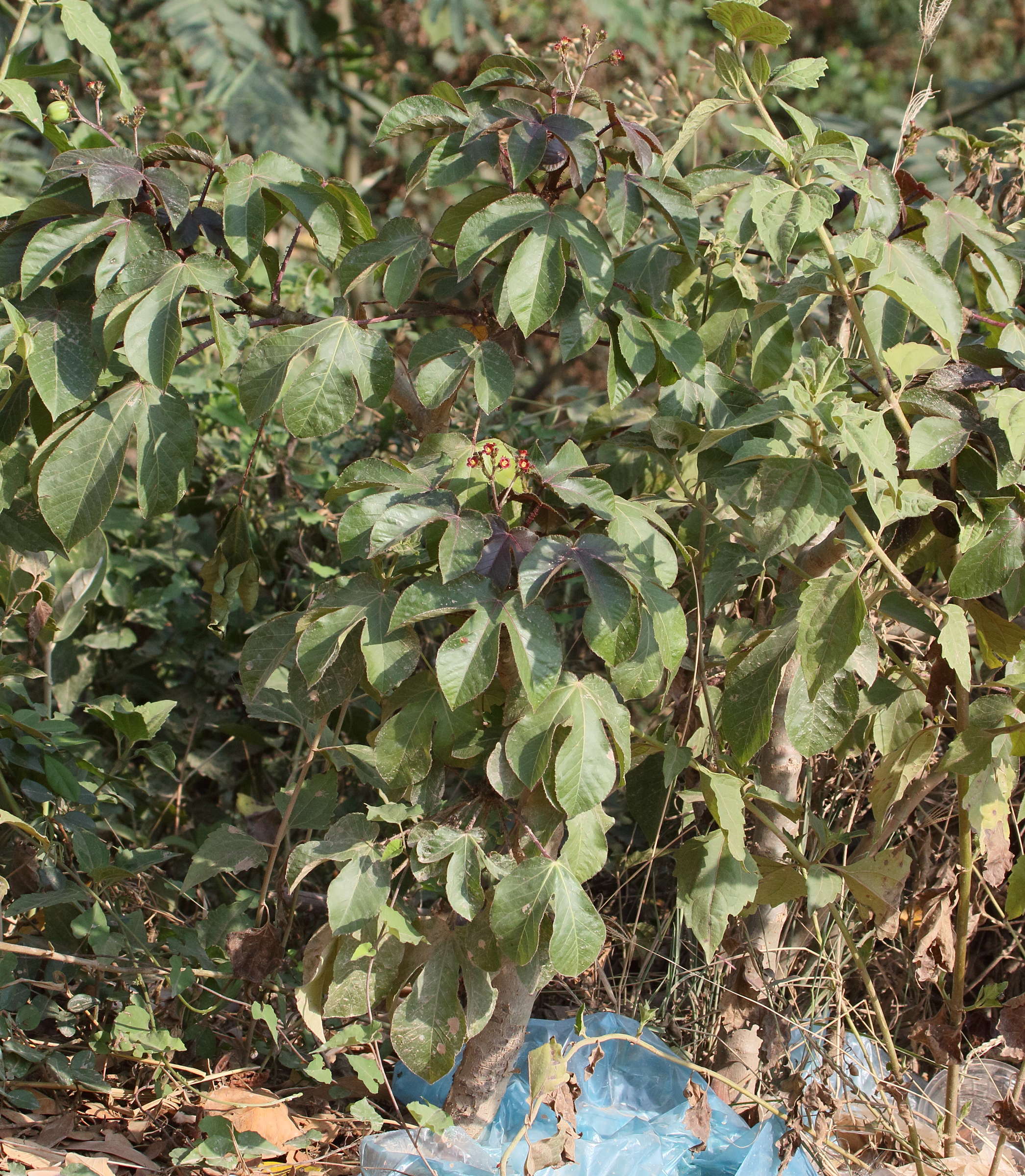Afficher le média jatropha_gossypifolia6bd jatropha_gossypifolia6bd