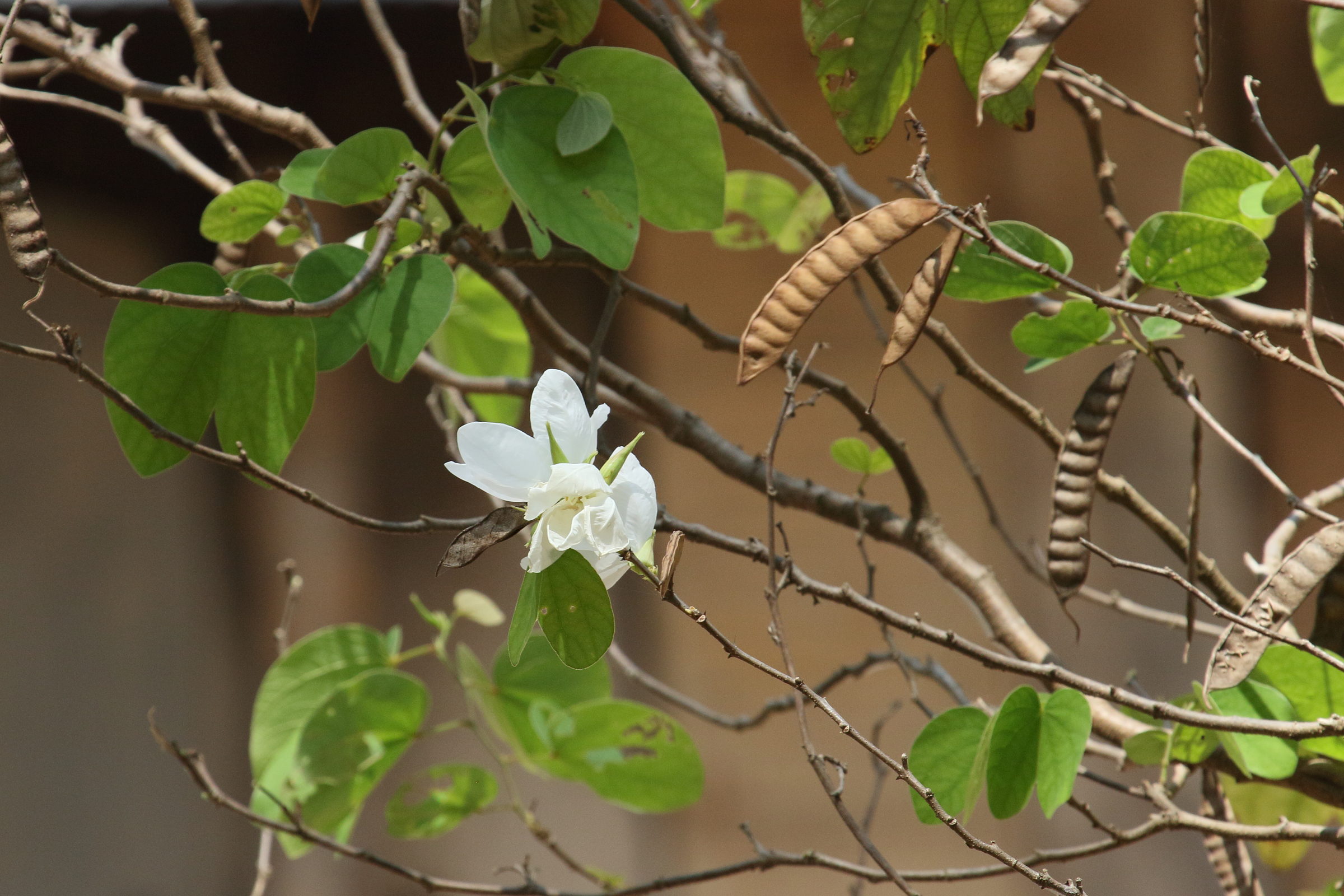 bauhinia_acuminata1bd