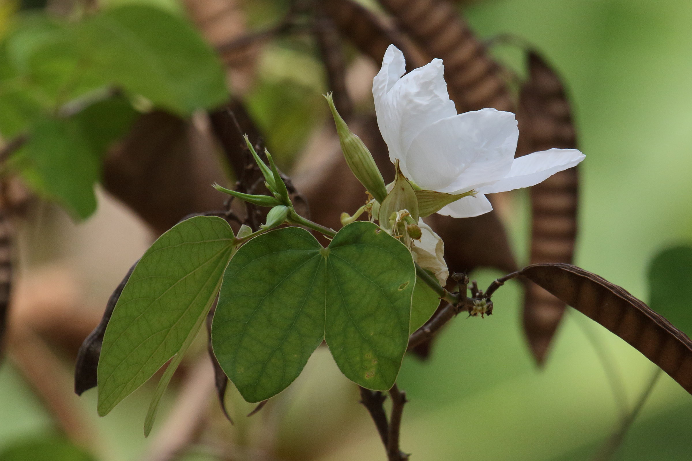 bauhinia_acuminata2bd
