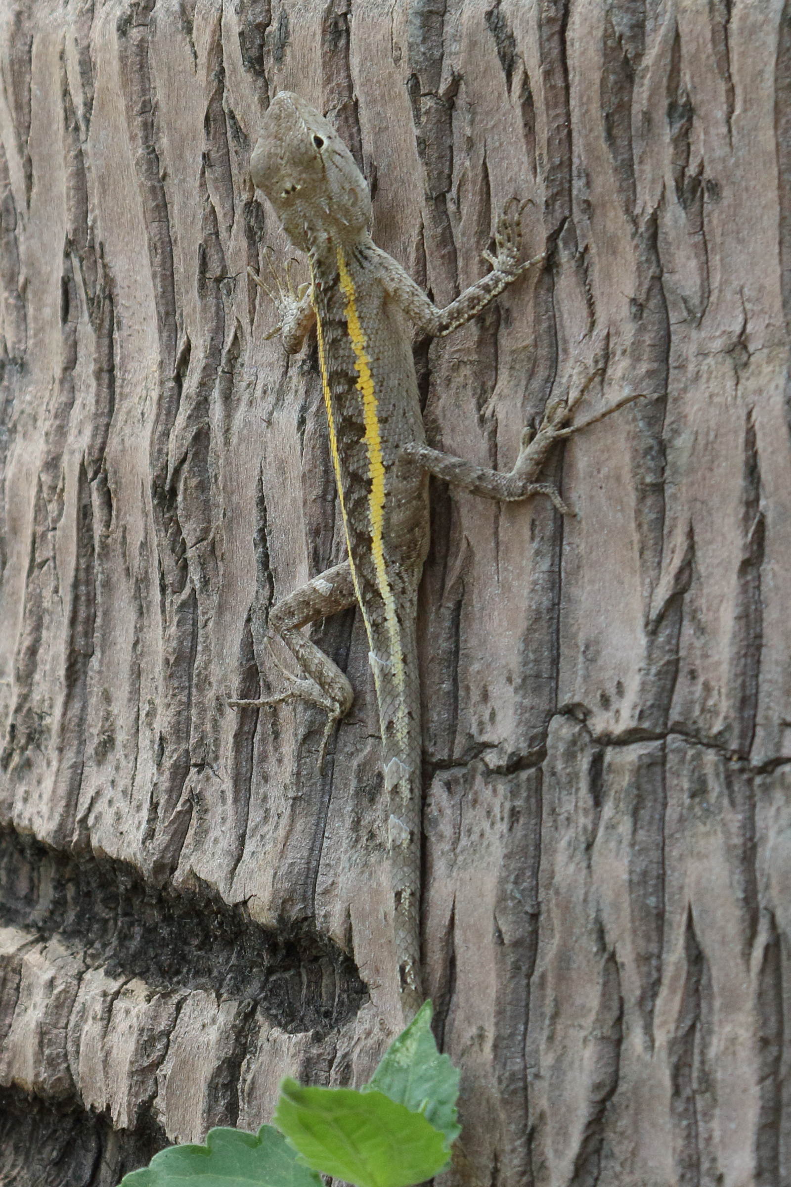 calotes_versicolor7bd