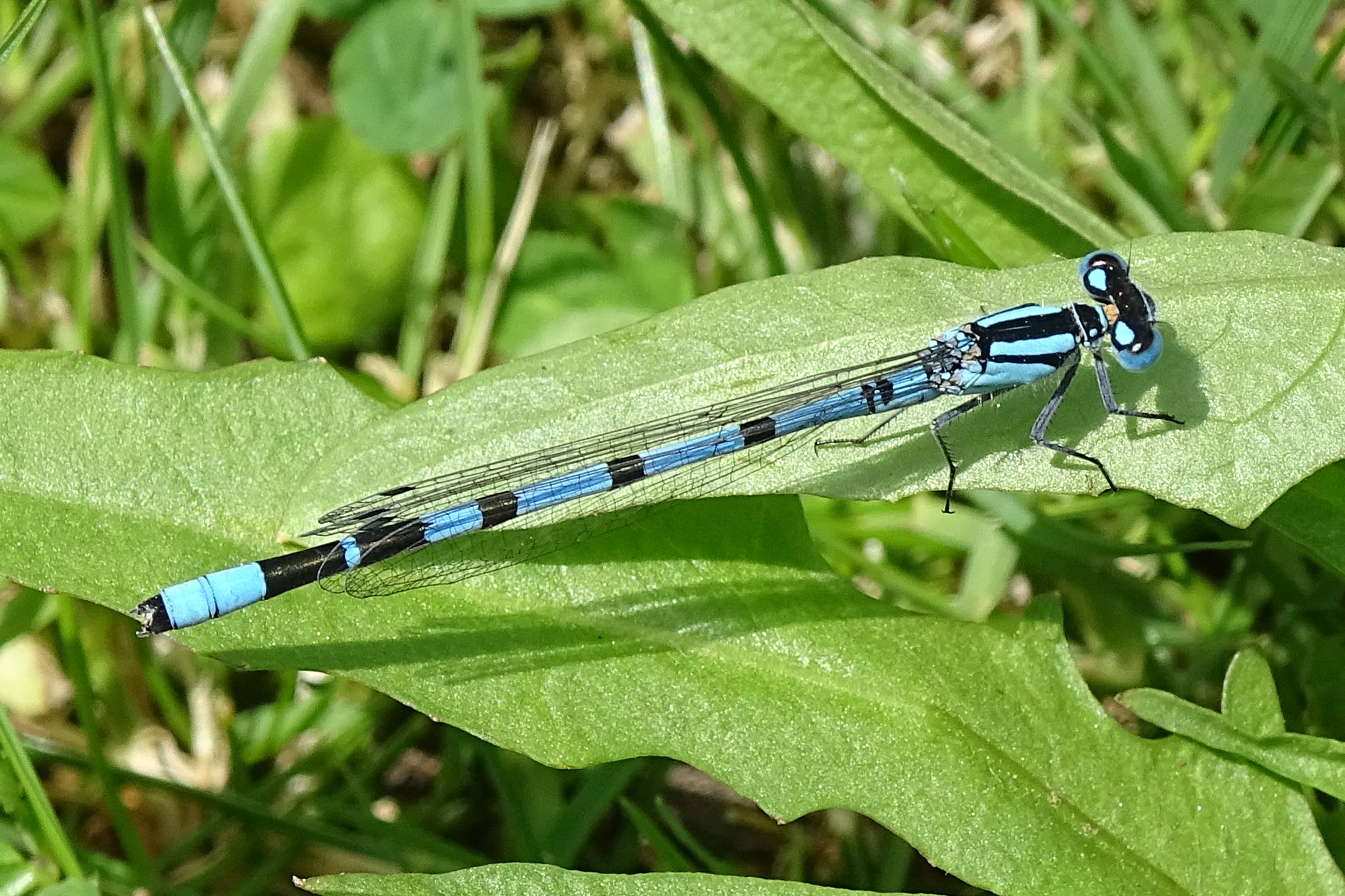 enallagma_cyathigerum10mv