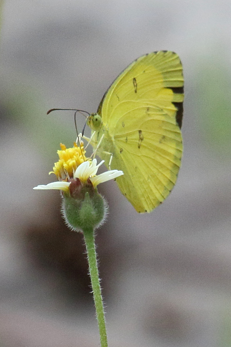 eurema_simulatrix1bd
