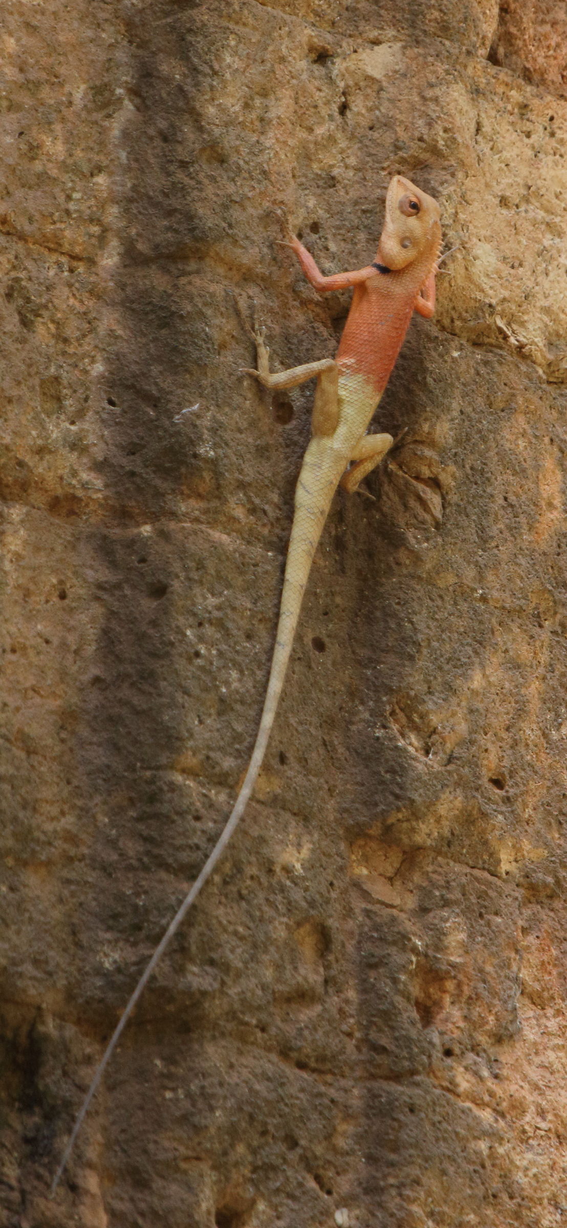 calotes_versicolor8bd