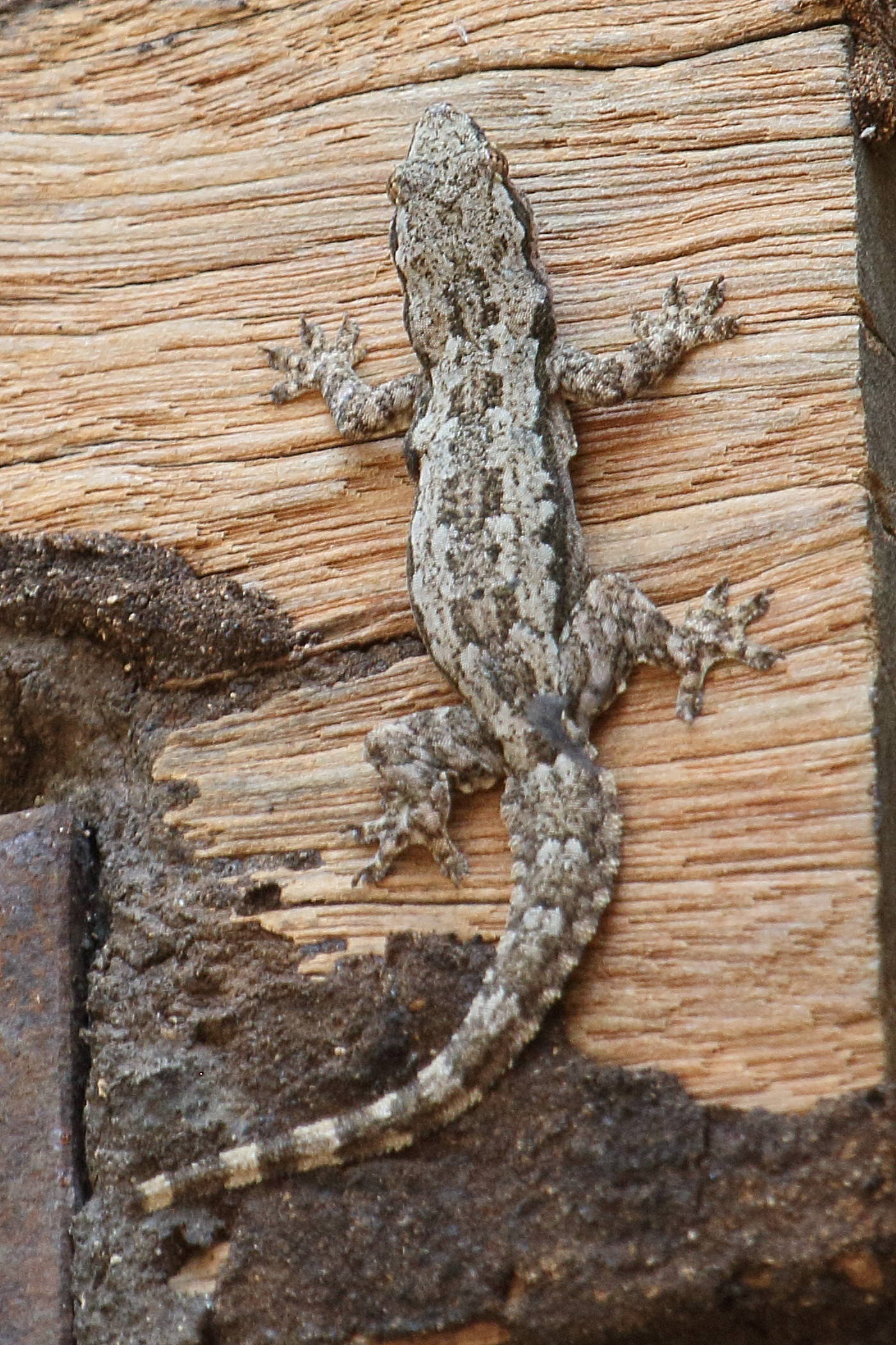 Afficher le média cnemaspis_chanthaburiensis1bd cnemaspis_chanthaburiensis1bd