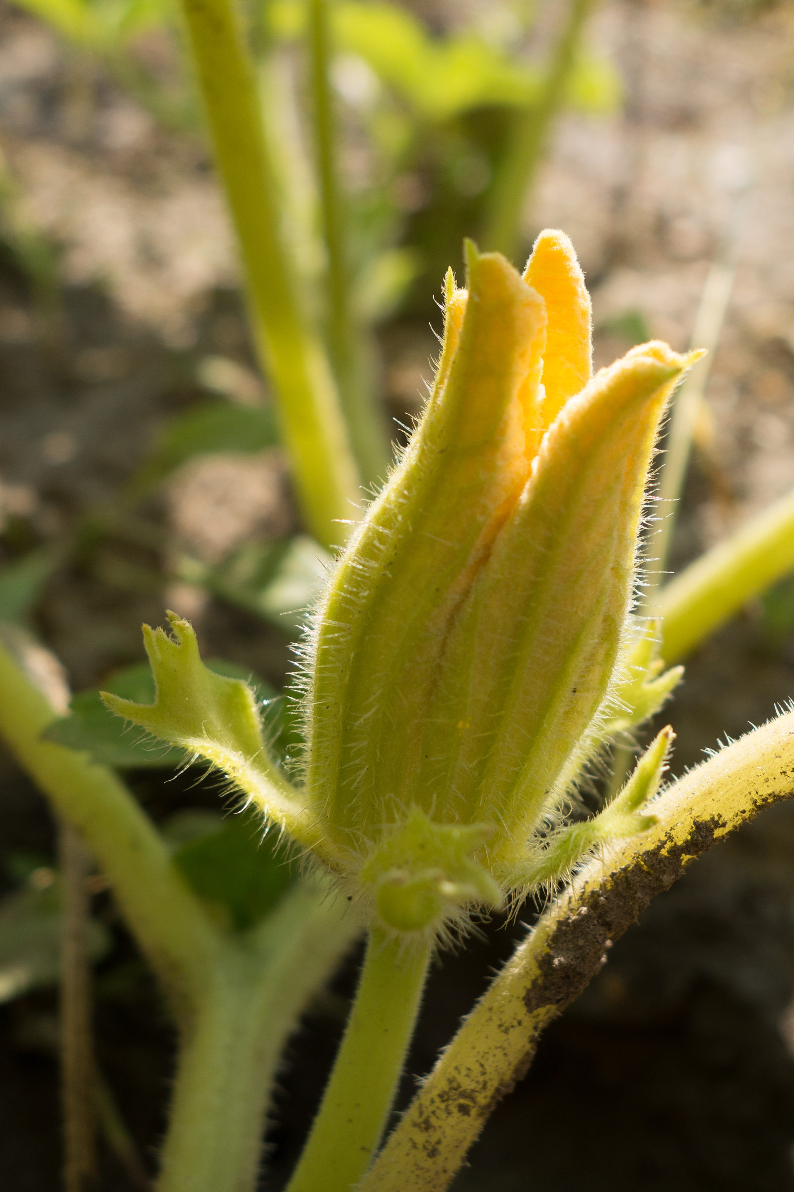 cucurbita_moschata3cd