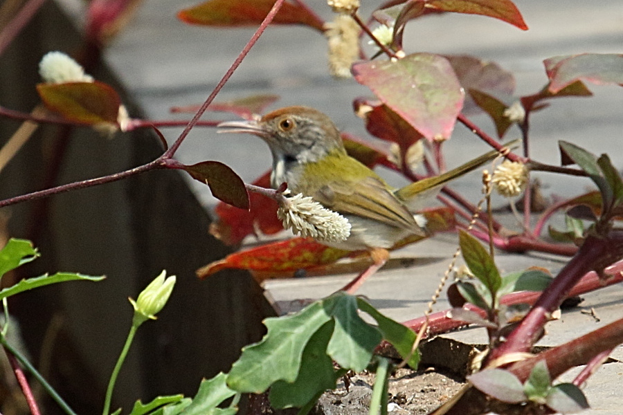 Afficher le média orthotomus_sutorius2bd orthotomus_sutorius2bd