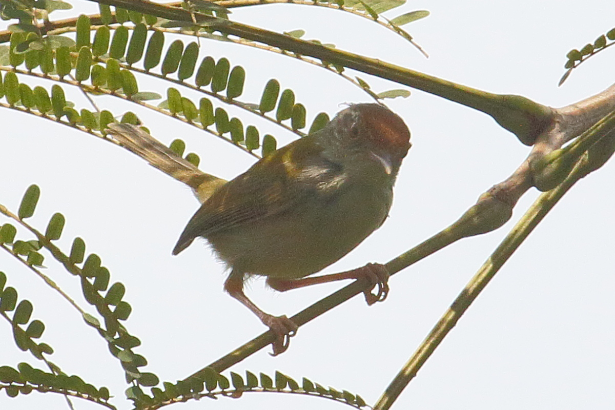 Afficher le média orthotomus_sutorius3bd orthotomus_sutorius3bd