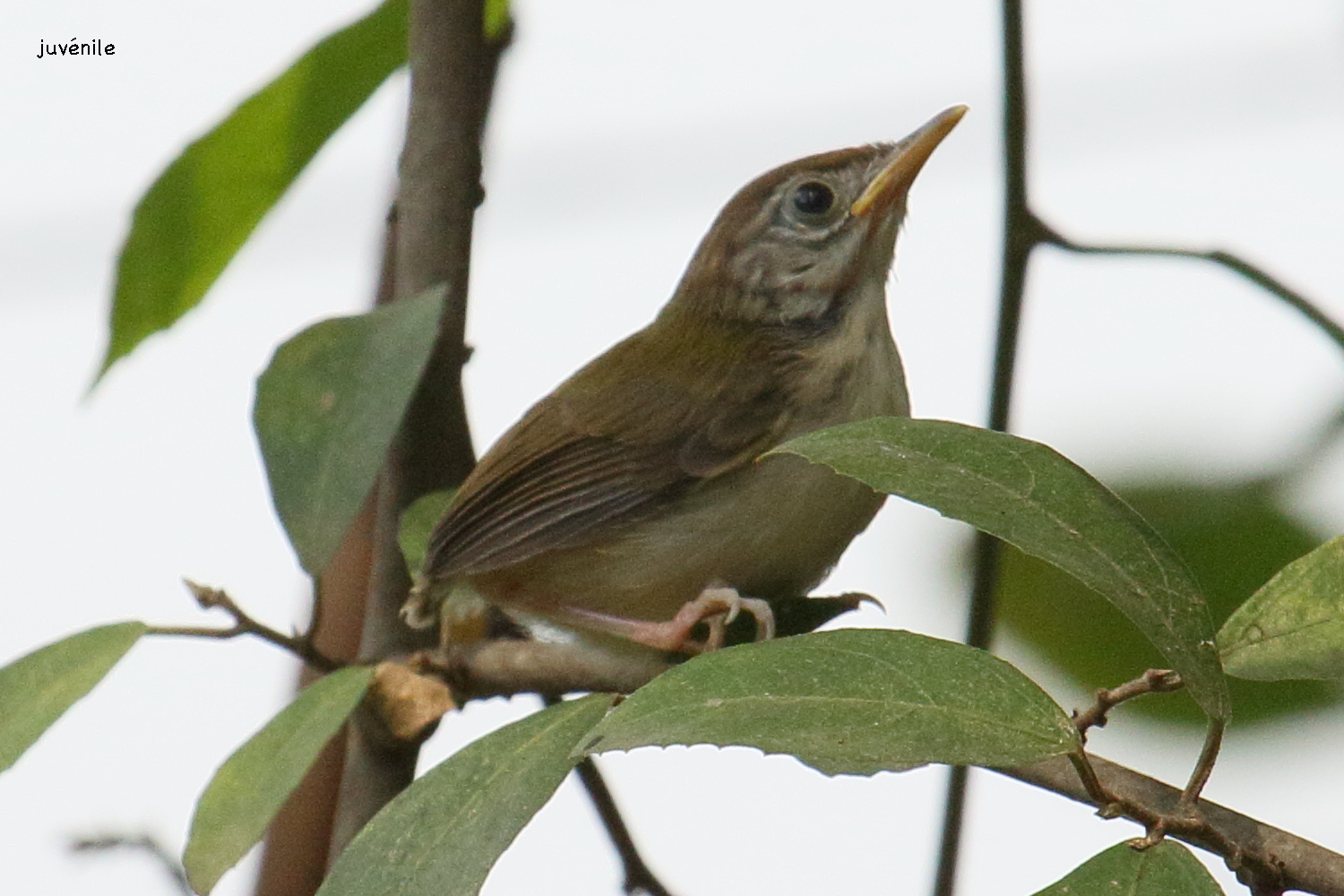 Afficher le média orthotomus_sutorius4bd orthotomus_sutorius4bd