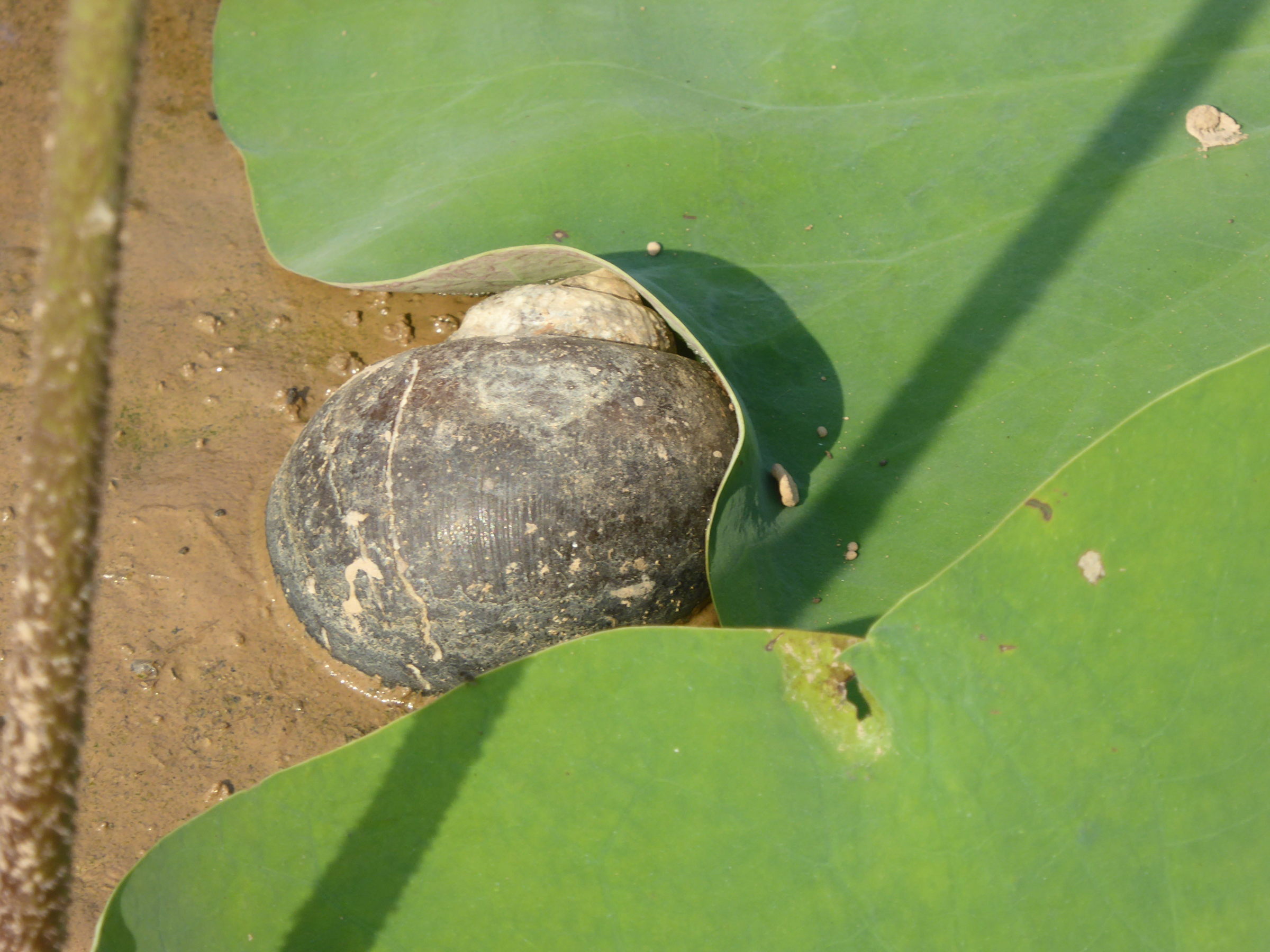 Afficher le média pomacea_caniculata1bl pomacea_caniculata1bl