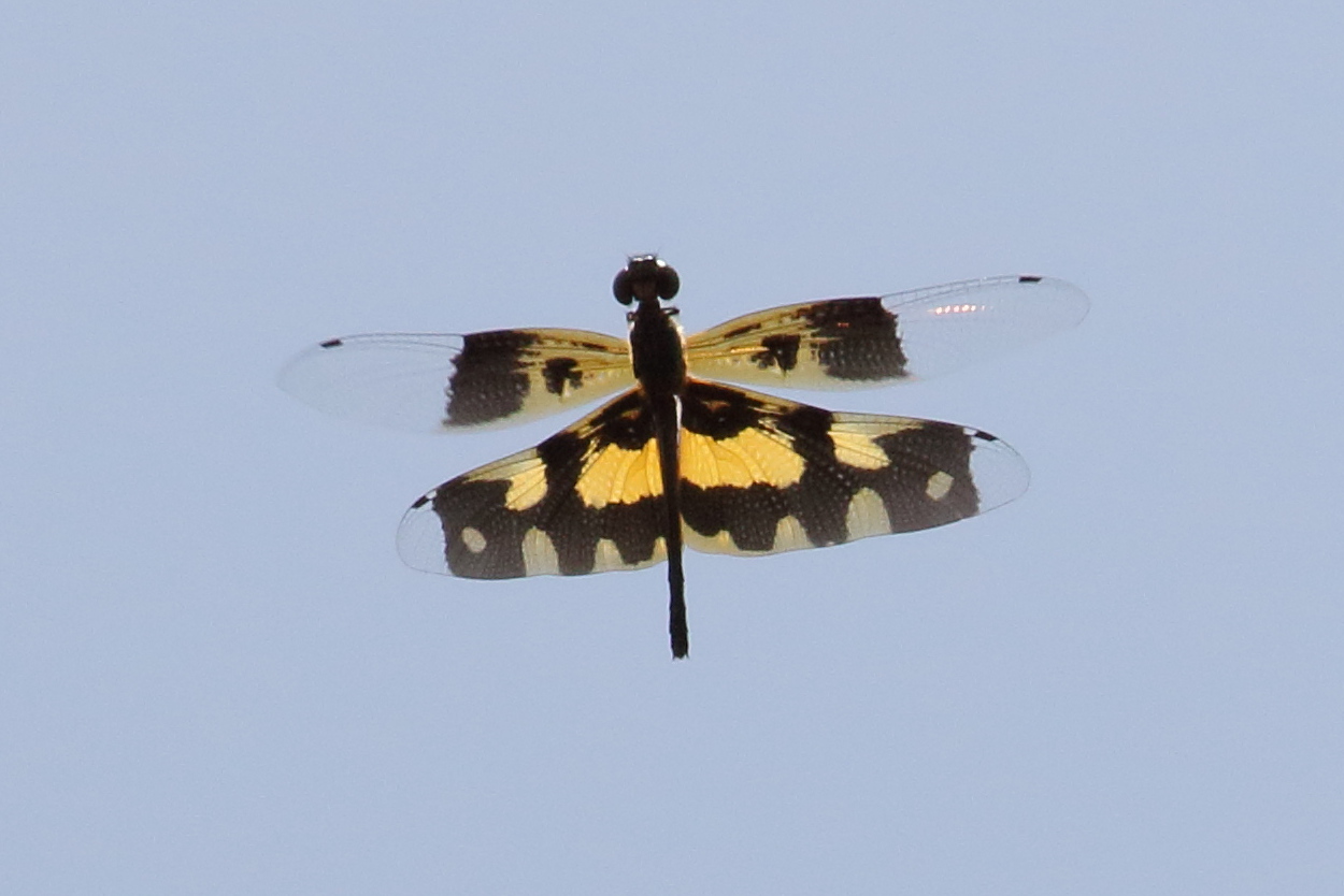 rhyothemis_variegata1bd