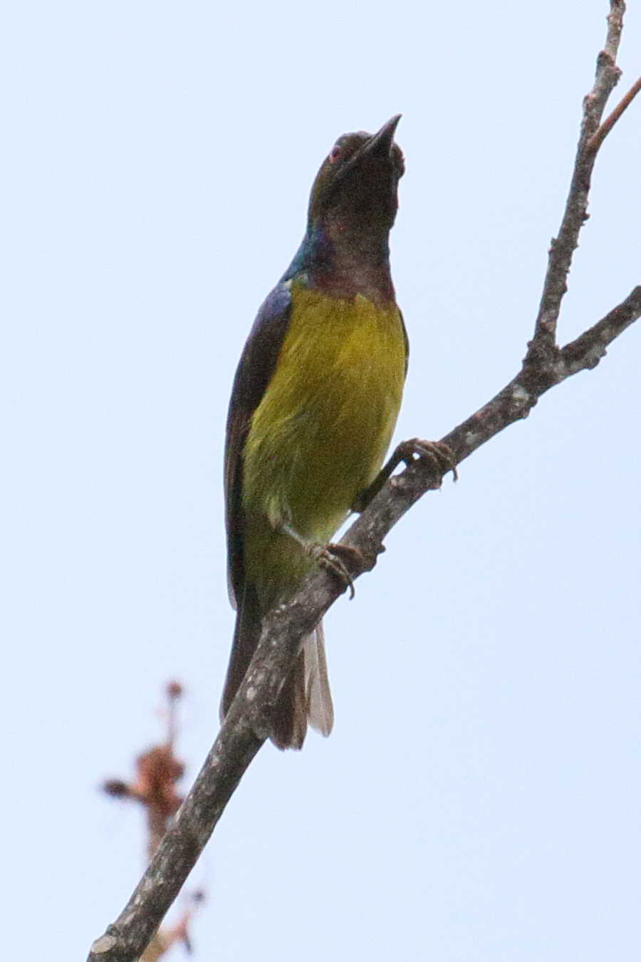 Afficher le média anthreptes_malacensis1bd anthreptes_malacensis1bd