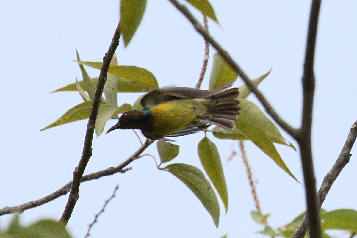 Afficher le média anthreptes_malacensis2bd anthreptes_malacensis2bd