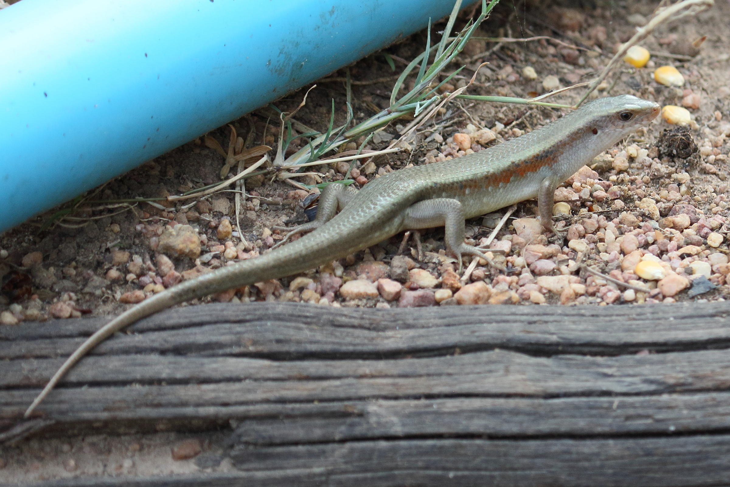 eutropis_multifasciata1bd