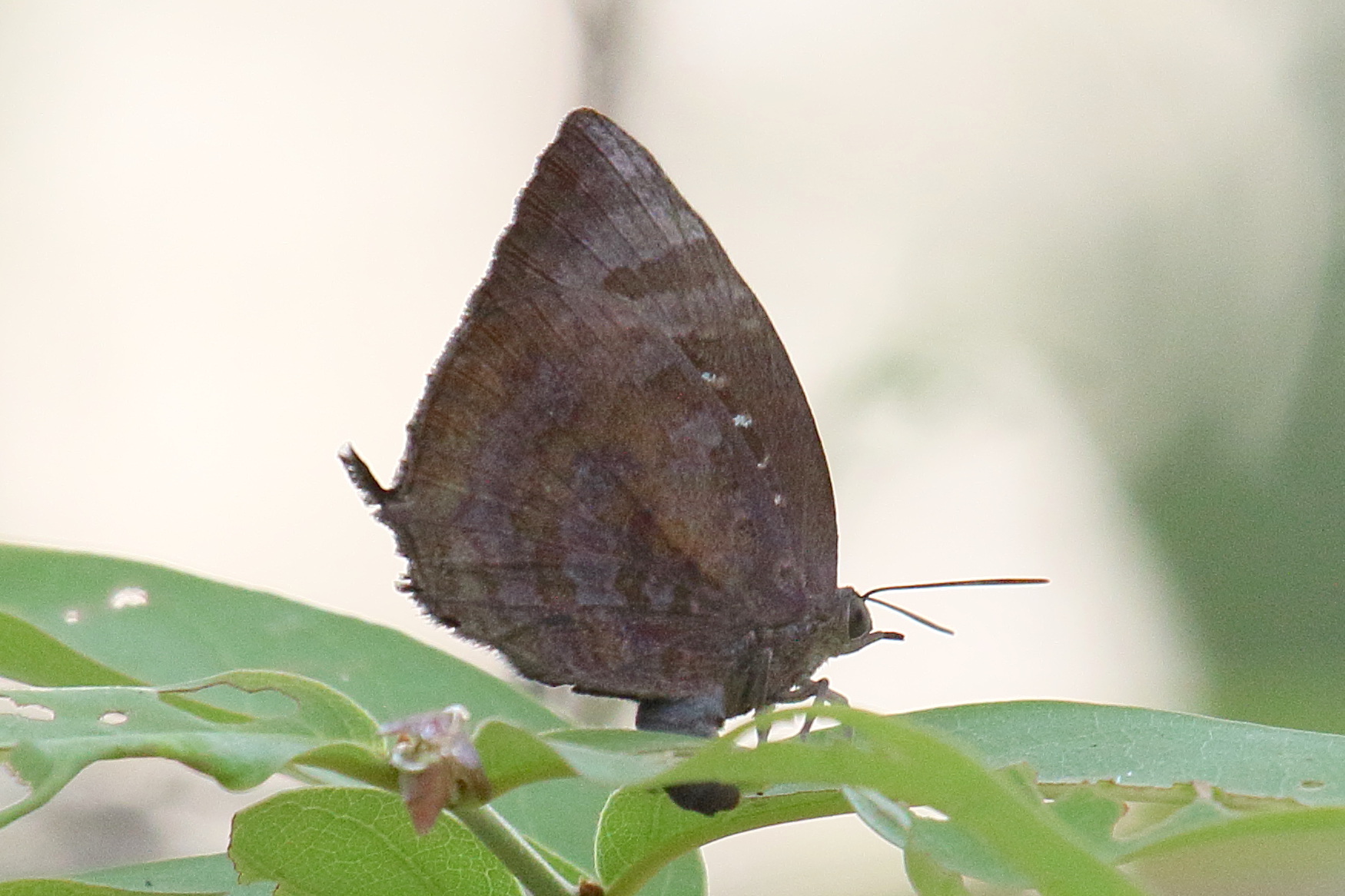 arhopala_amantes_amatrix1bd