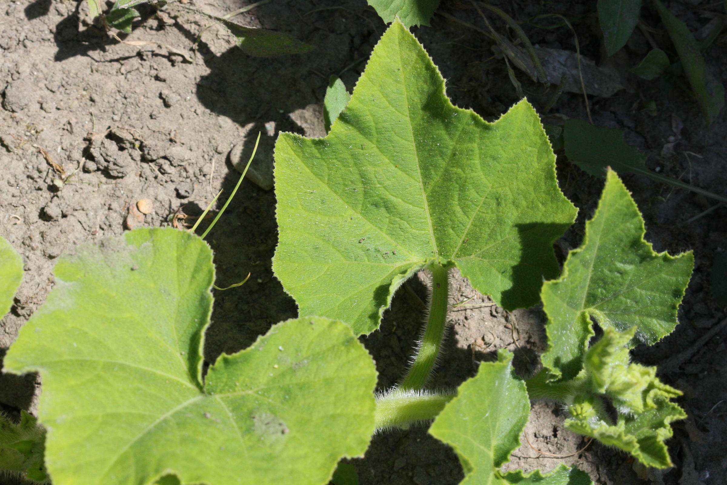 cucurbita_moschata4md