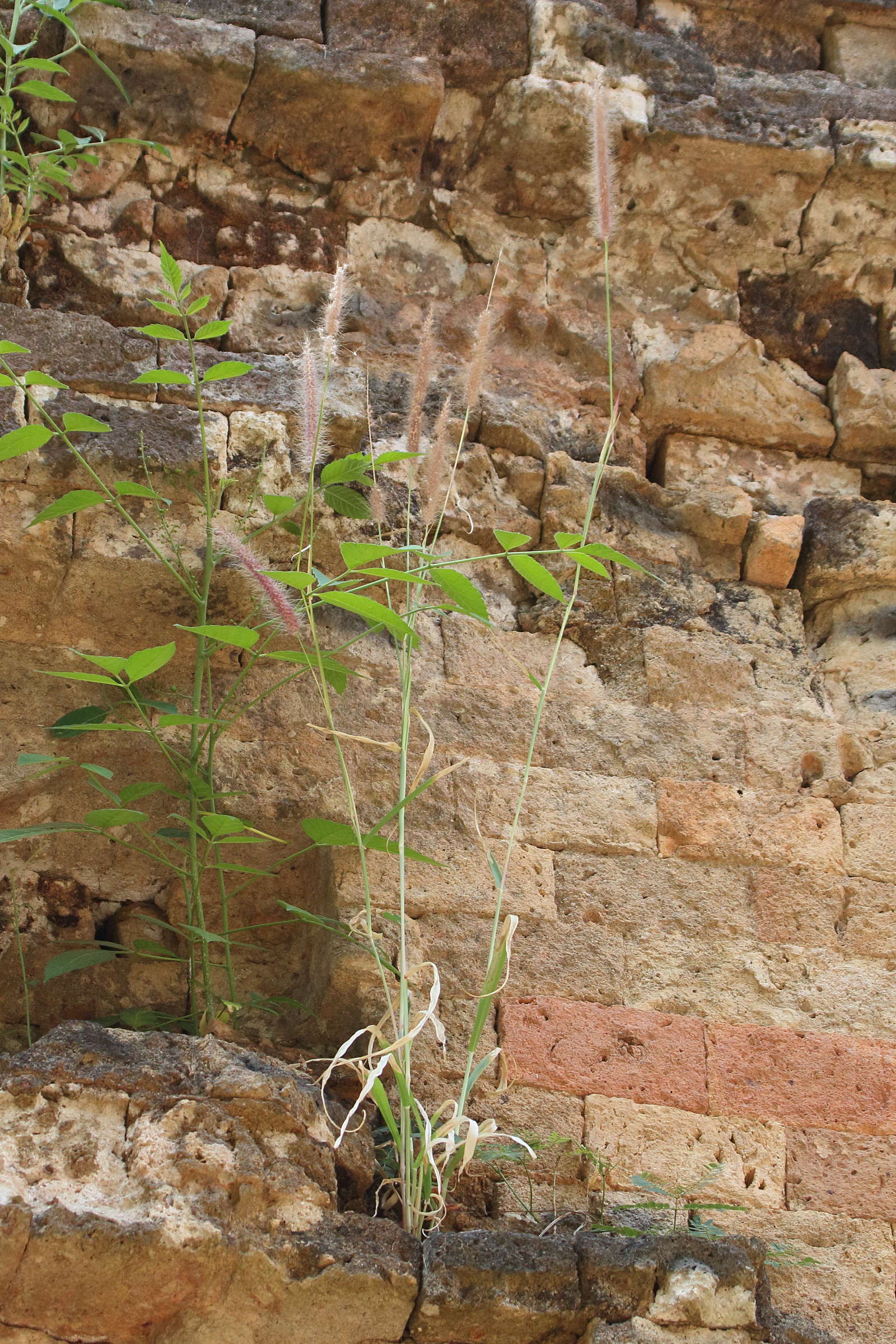 setaria_parviflora1bd