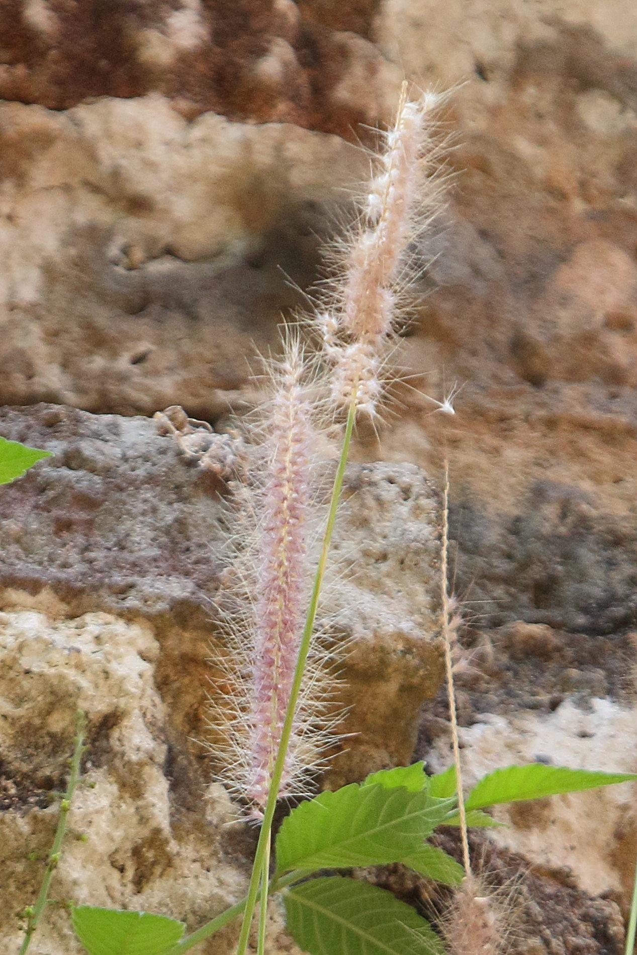 setaria_parviflora2bd