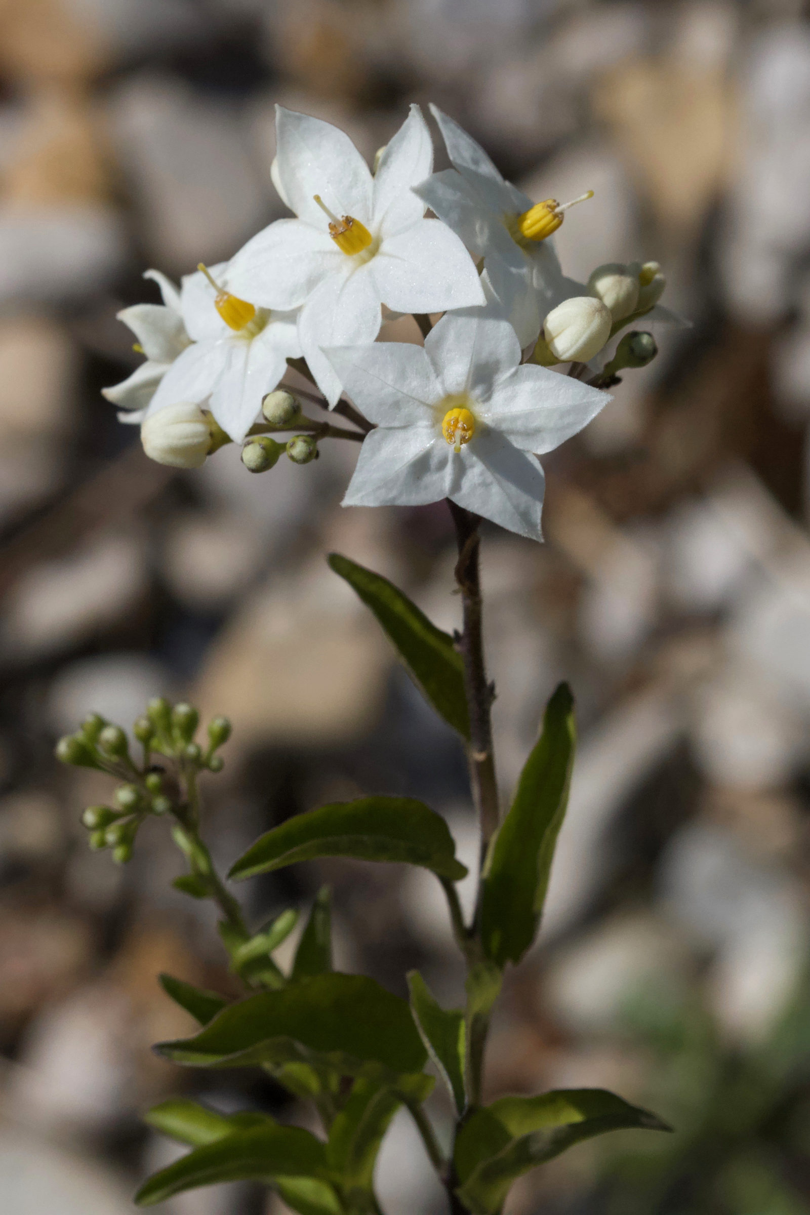 solanum_jasminoides3md