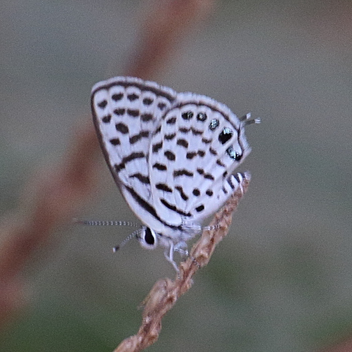 tarucus_callinara1bd