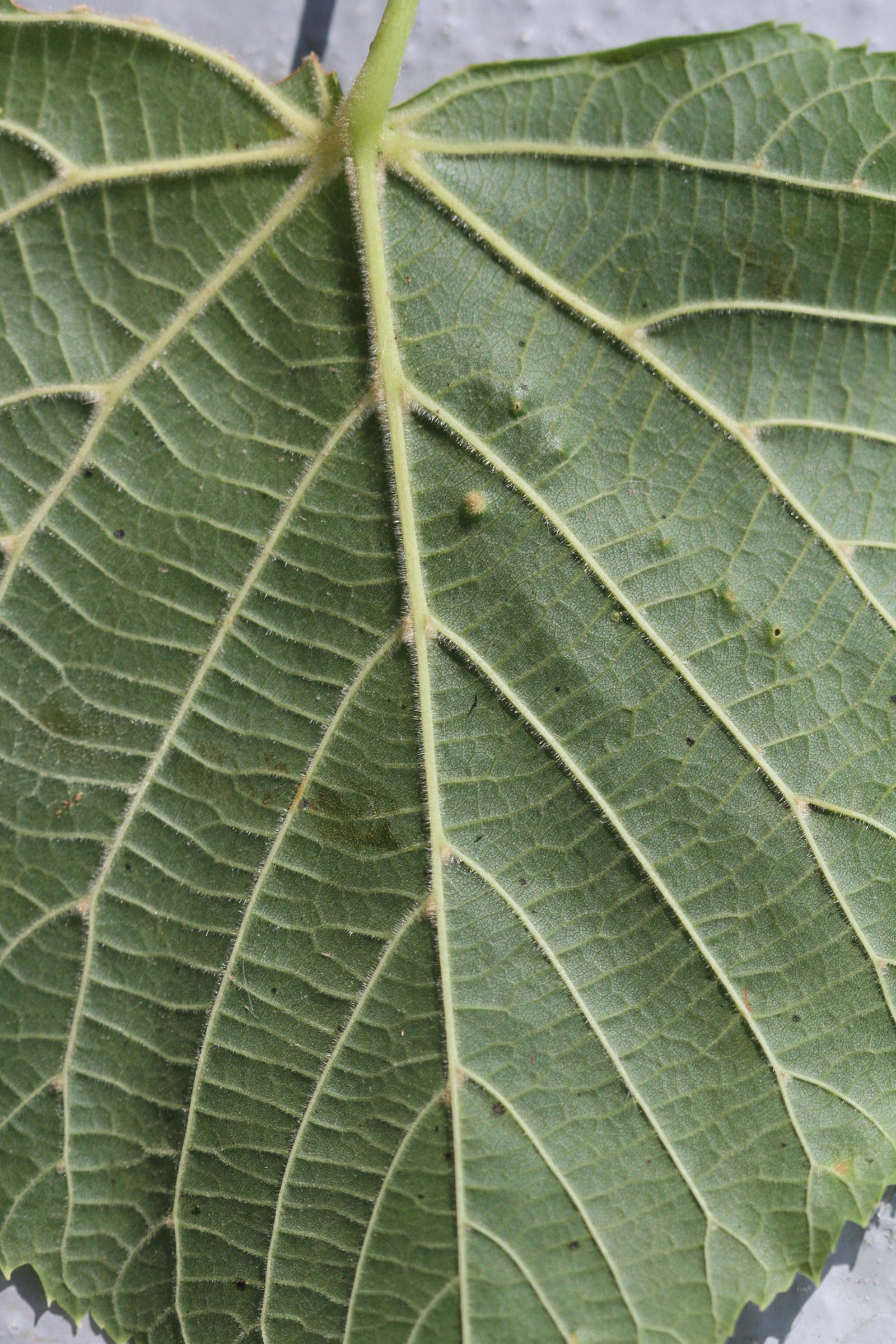 Afficher le média tilia_x_vulgaris3md tilia_x_vulgaris3md