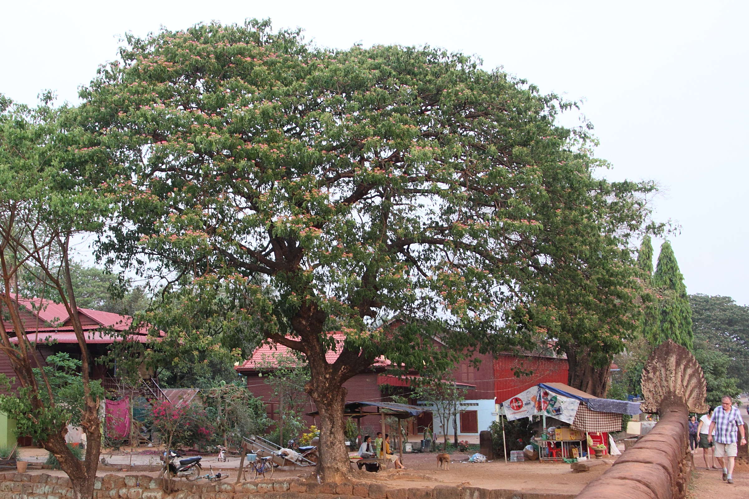 Afficher le média albizia_saman7md albizia_saman7md