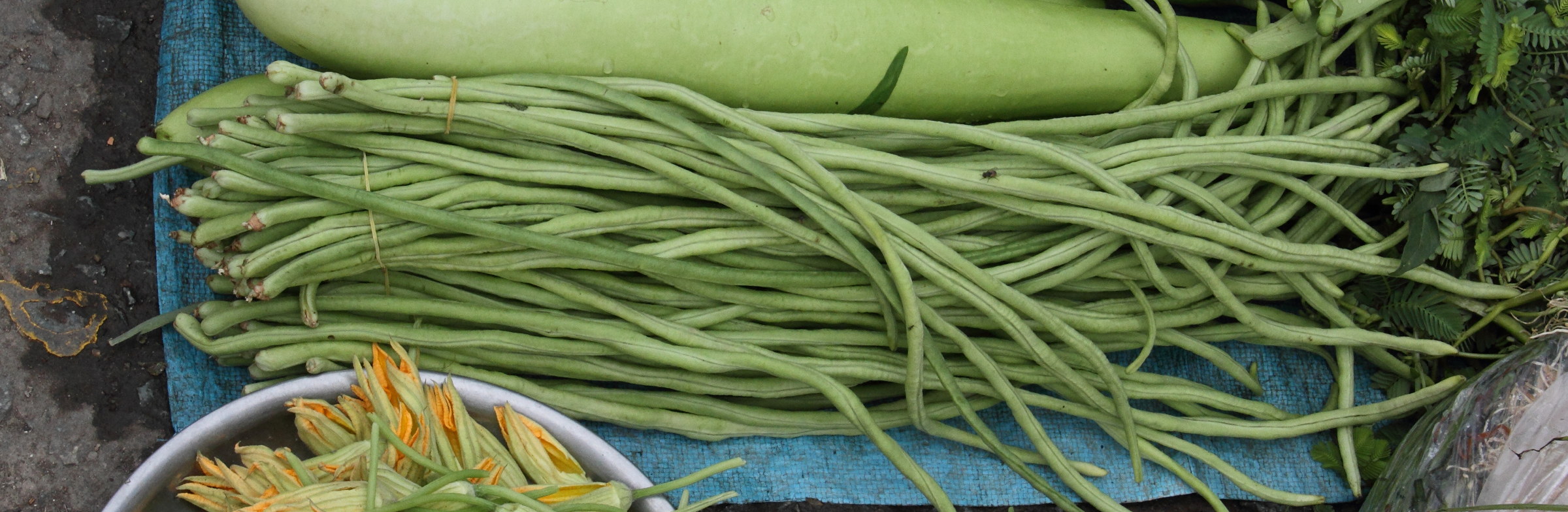 vigna_unguiculata_sesquipedalis1md