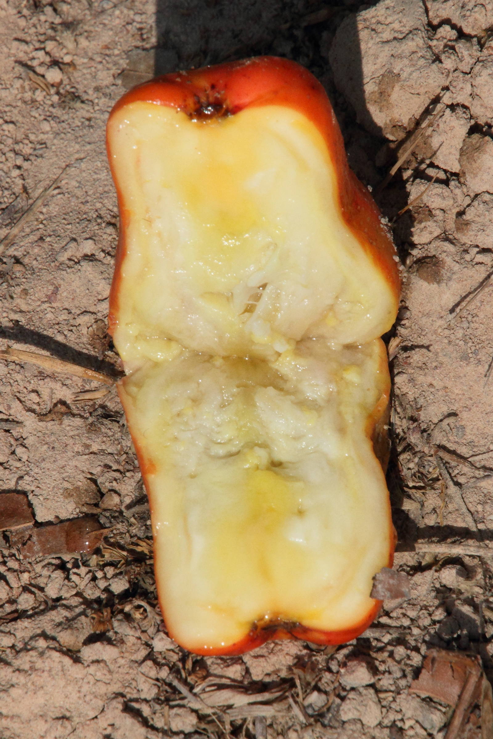 Afficher le média anacardium_occidentale12md anacardium_occidentale12md