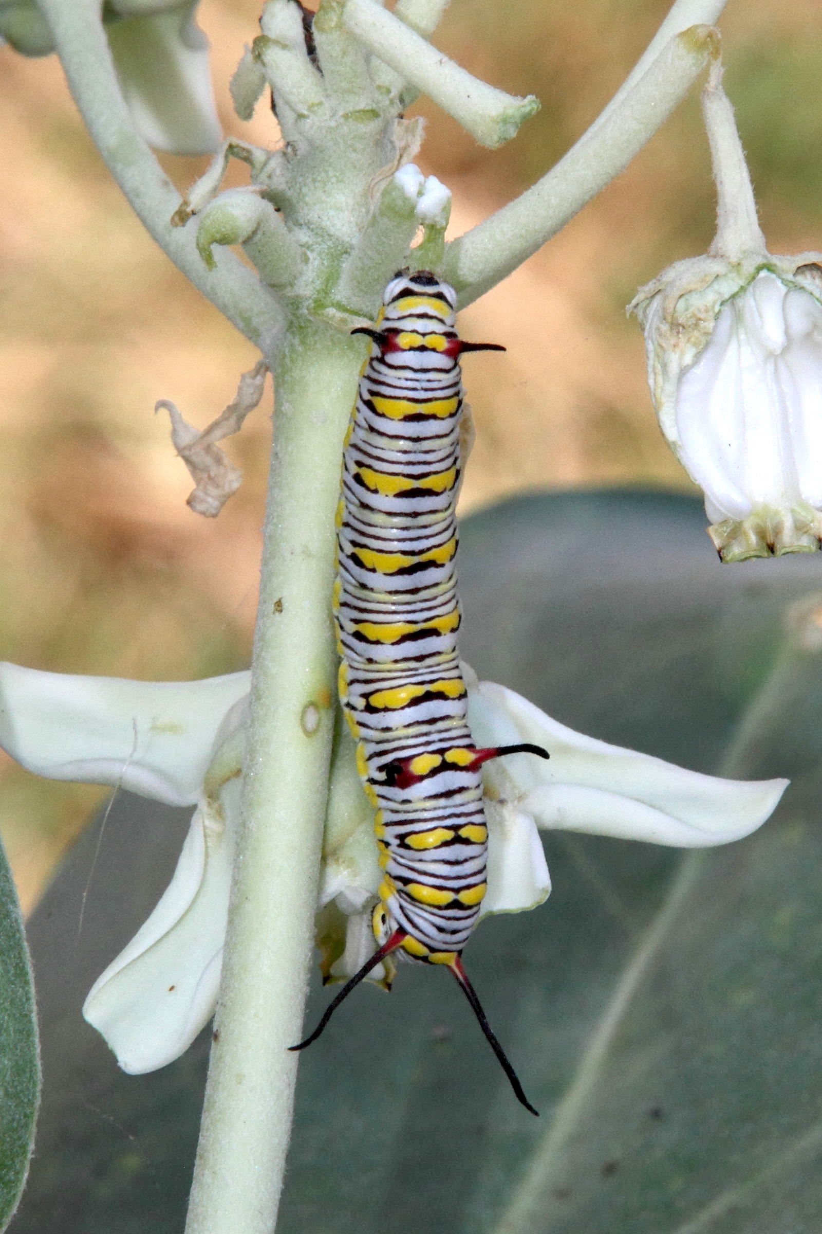 danaus_chrysippus_ch1md