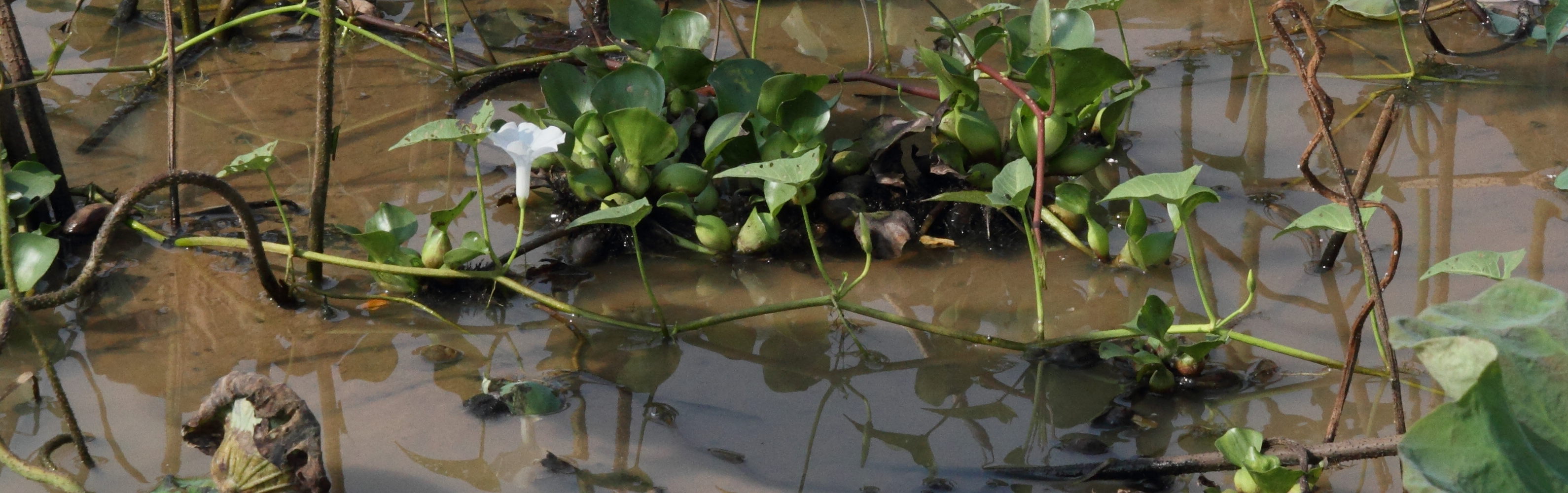 Afficher le média ipomoea_aquatica4md ipomoea_aquatica4md