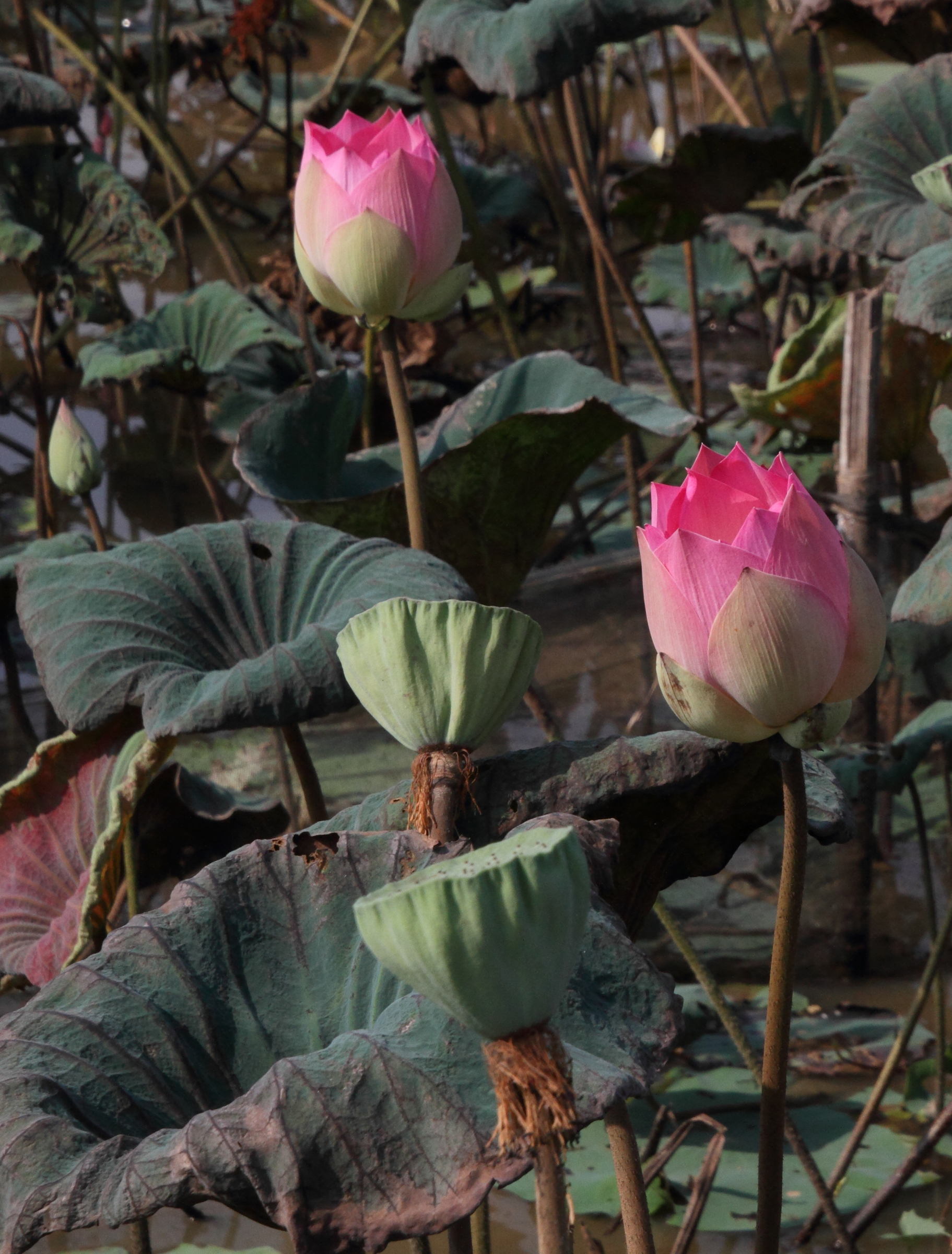 nelumbo_nucifera10md