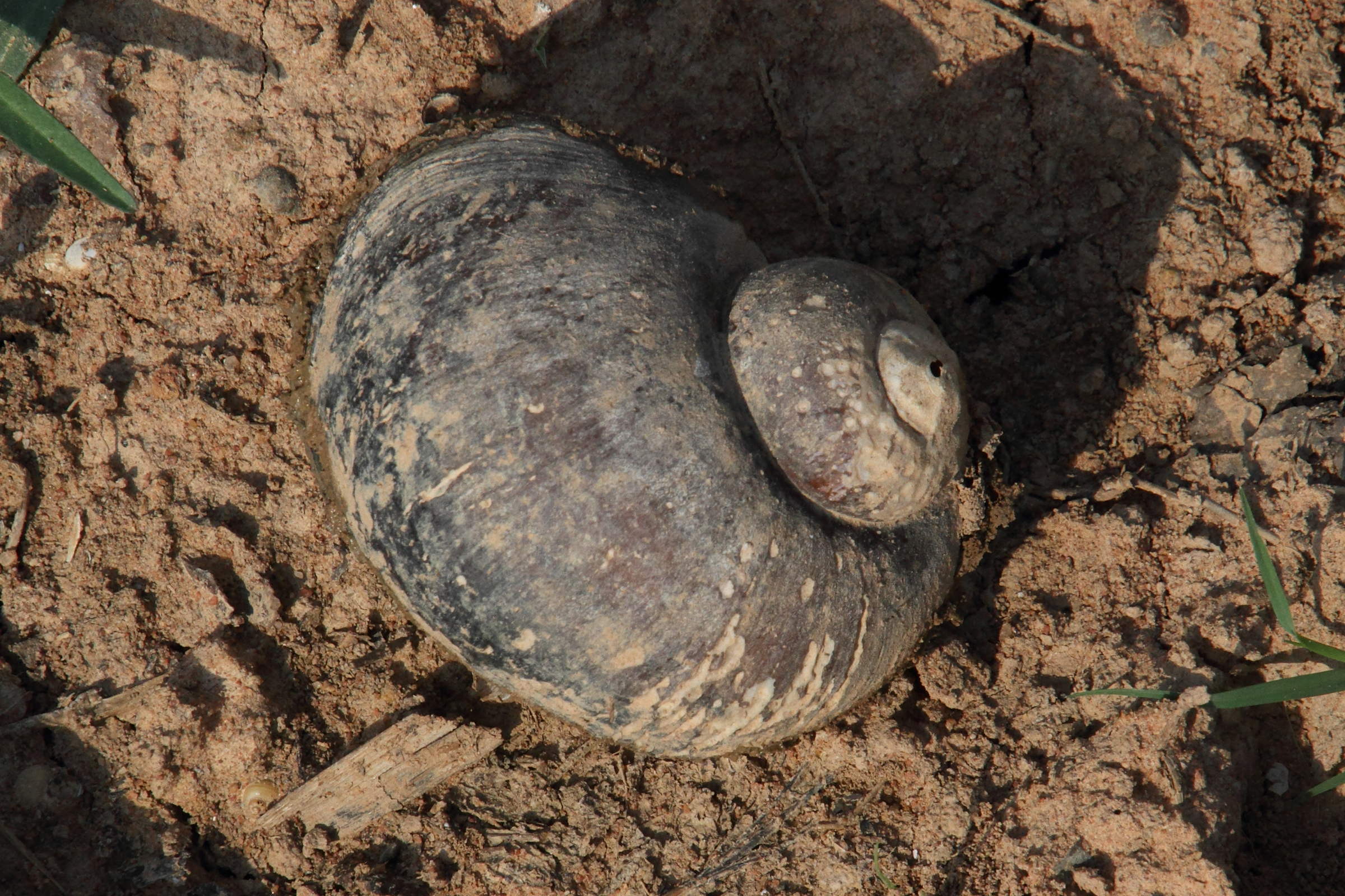 Afficher le média pomacea_caniculata2md pomacea_caniculata2md