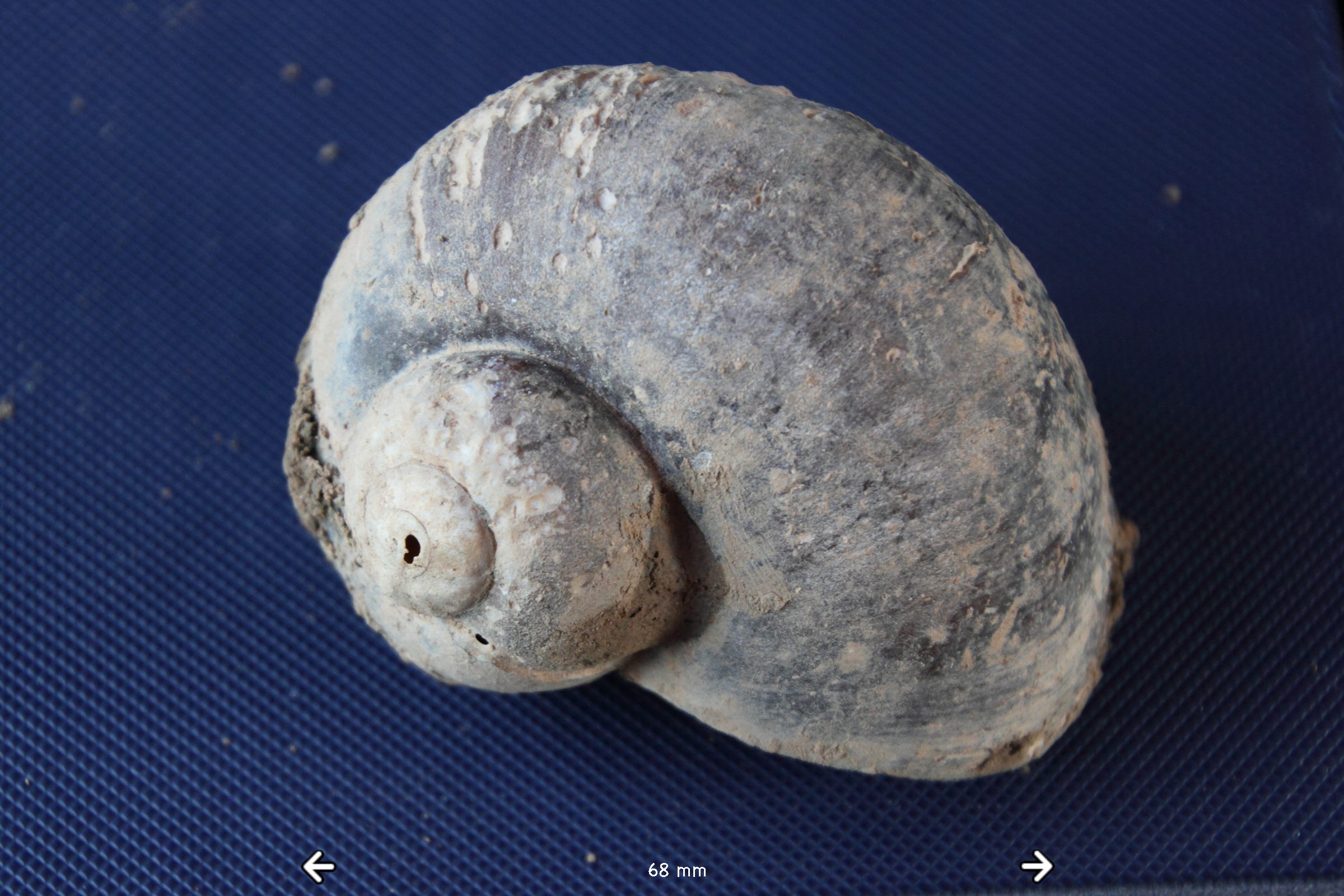 Afficher le média pomacea_caniculata3md pomacea_caniculata3md