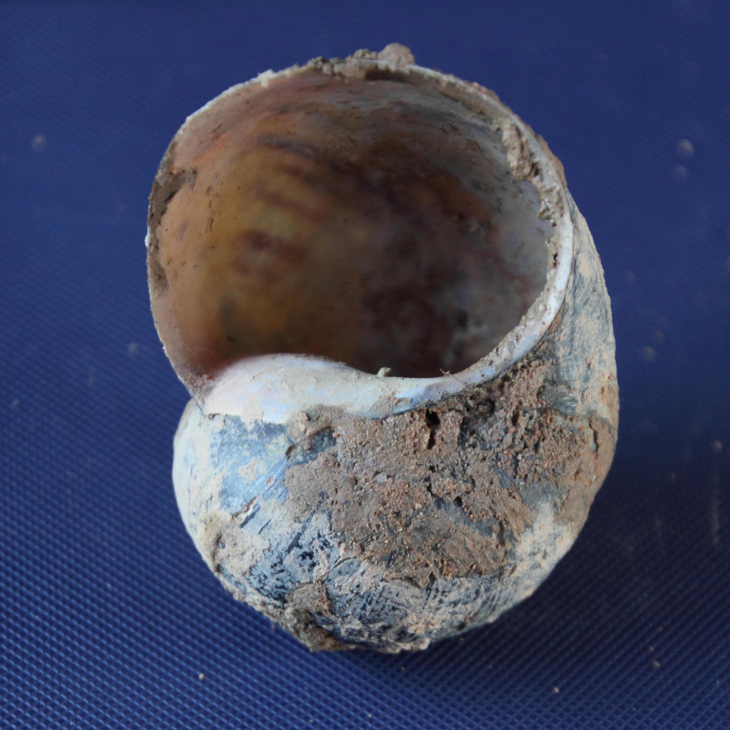 Afficher le média pomacea_caniculata4md pomacea_caniculata4md