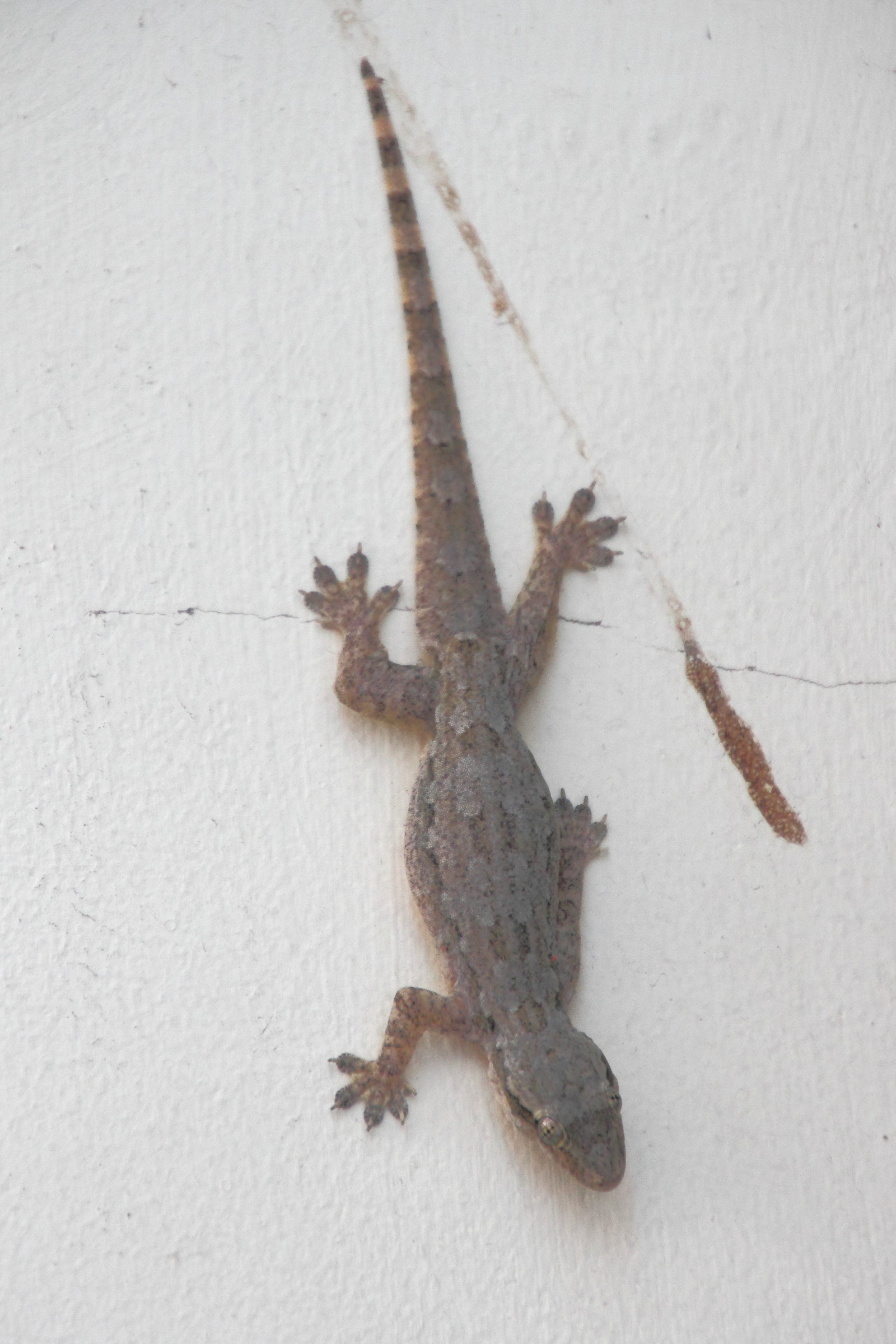 Afficher le média hemidactylus_platyurus hemidactylus_platyurus