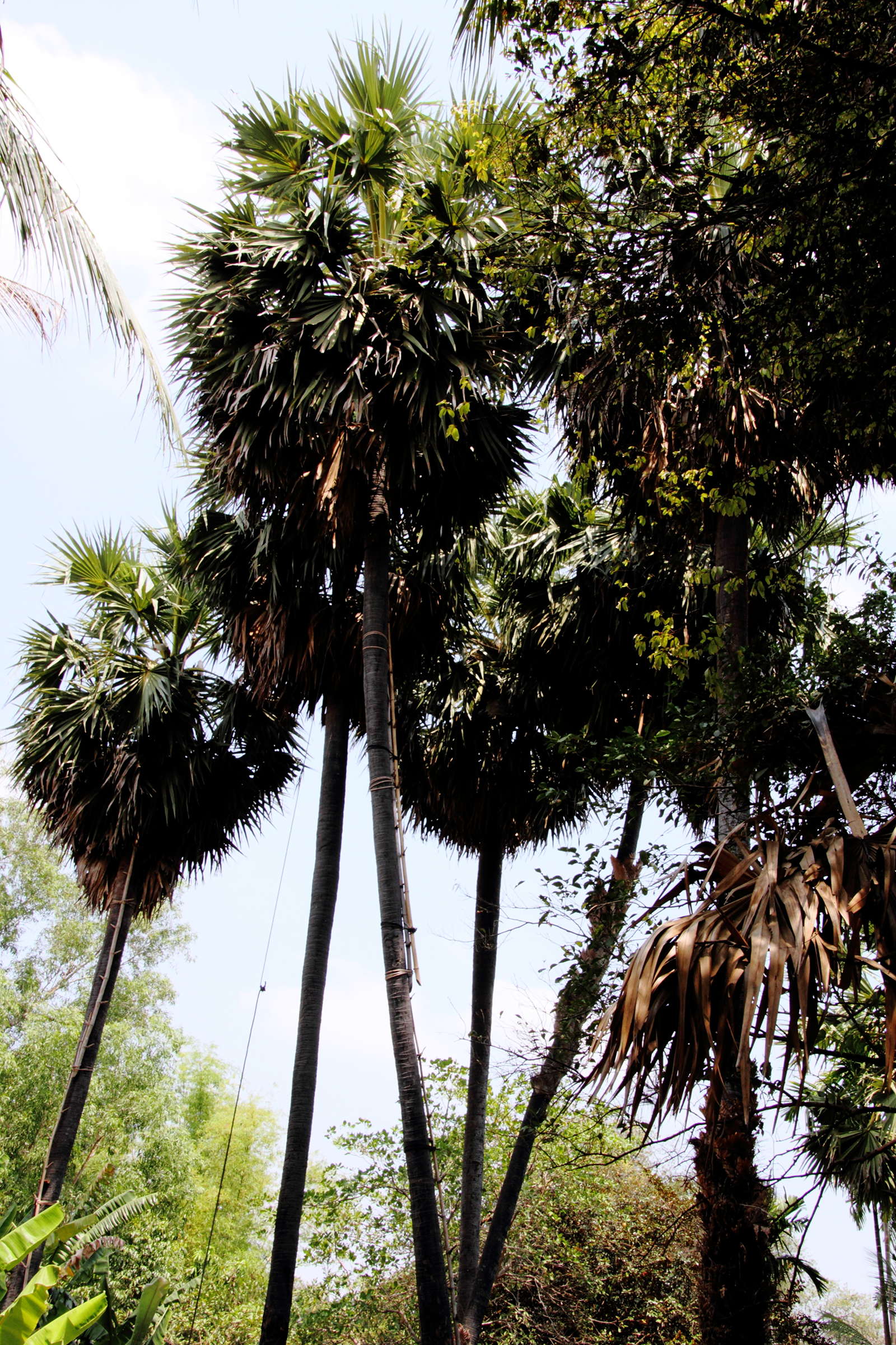 borassus_flabellifer5md