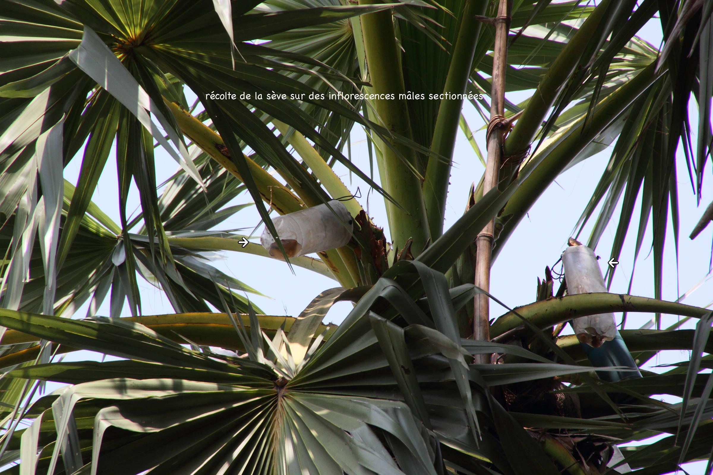 borassus_flabellifer6md