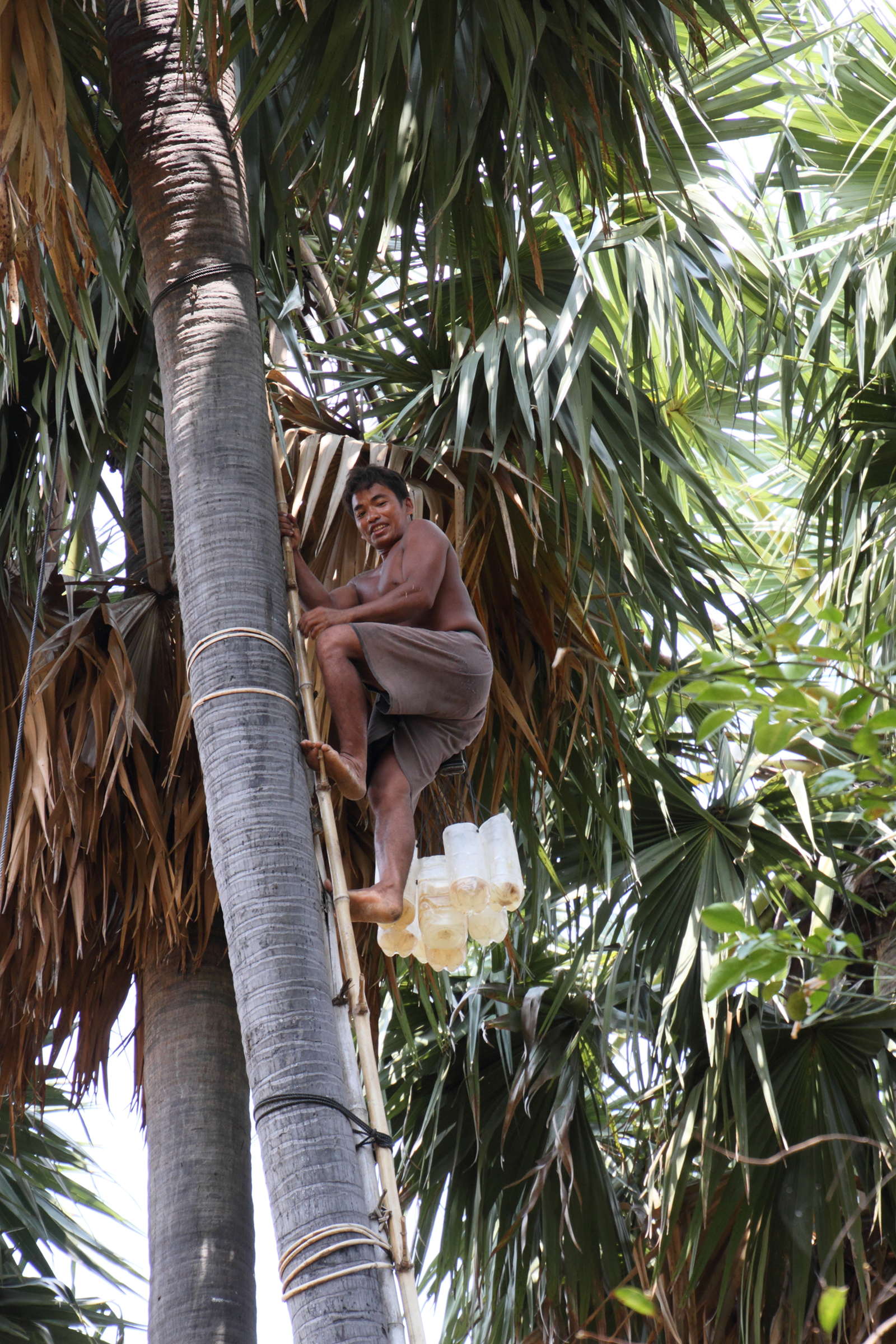 borassus_flabellifer7md